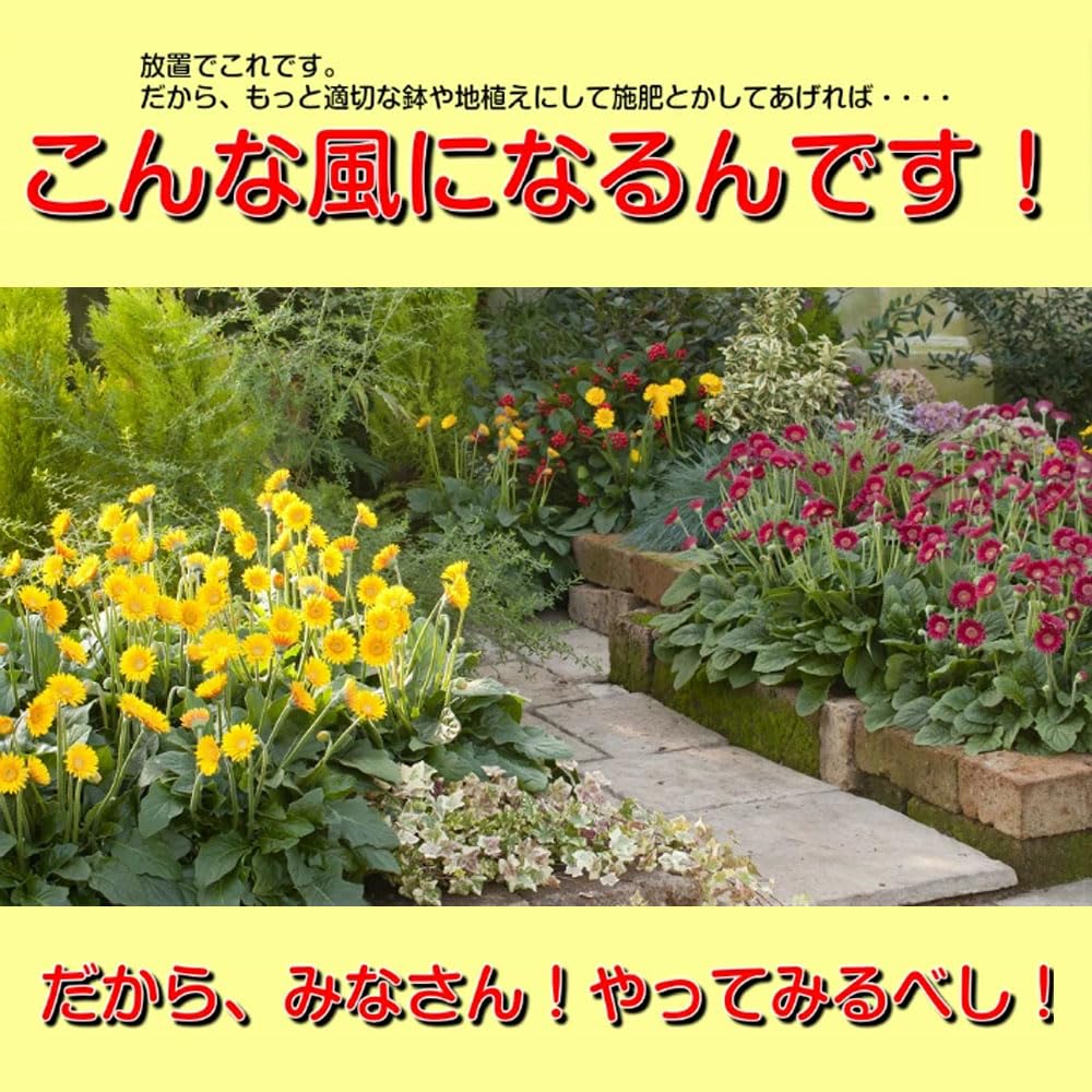 Amazon.co.jp: イングの森 ガーベラ ガルビネア おまかせ3個セット 3号