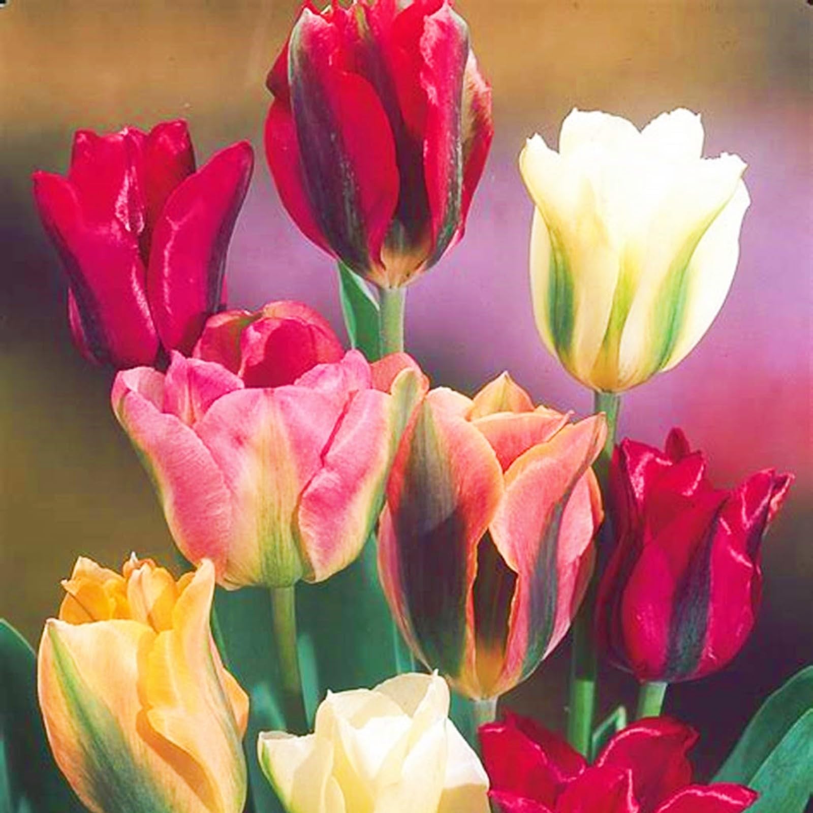 Tulip Bulbs Garden Flowers/Wedding Flowers/Hardy Perennial-5bulbs-b