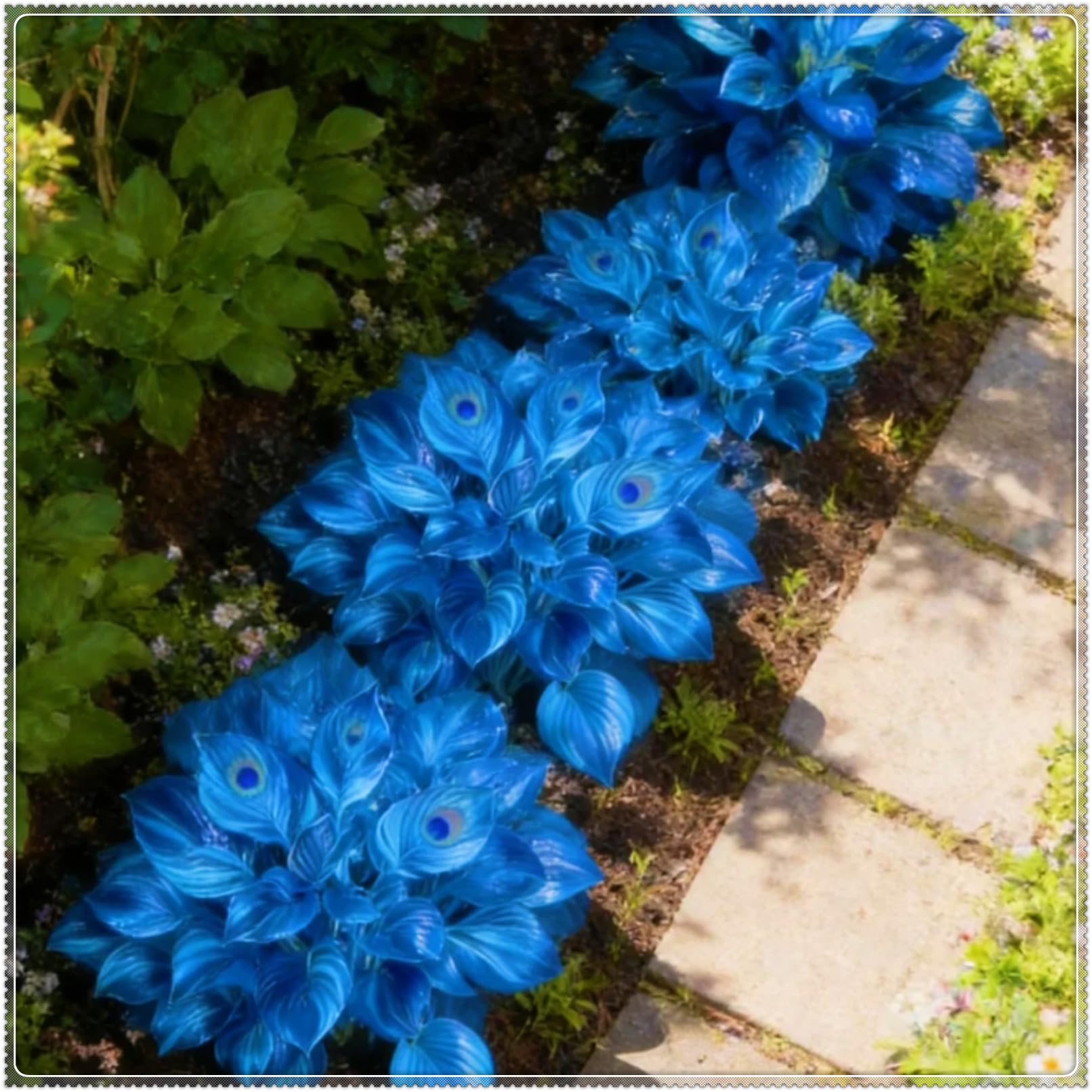 Rare Heart Hosta Bulbs, Outdoor Plants for Gardens, and Borders - Easy to Grow Flowering Perennials, Excellent Display-3 Bulbs-C