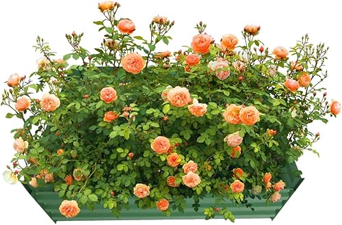 MTB - Kit de cama de jardín elevada de metal de 8 x 4 x 1 pies, caja de cama de jardín galvanizada para verduras, flores, hierbas y suculentas,