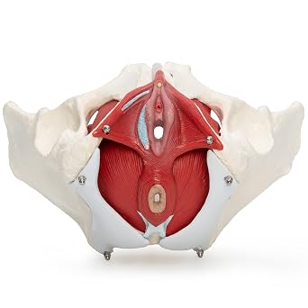 A-330 E-330 Medical Anatomical Female Pelvis Model with Removable Organs, 7-part, Life Size