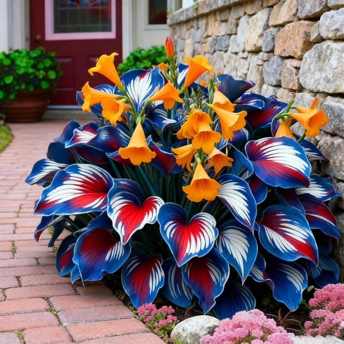 Grand Hosta Bulbs UK, Surprisingly Growing, Hardy Perennial, Potted Plants Rhizome, Garden Viewing, Landscape Design-6 Bulbs-A