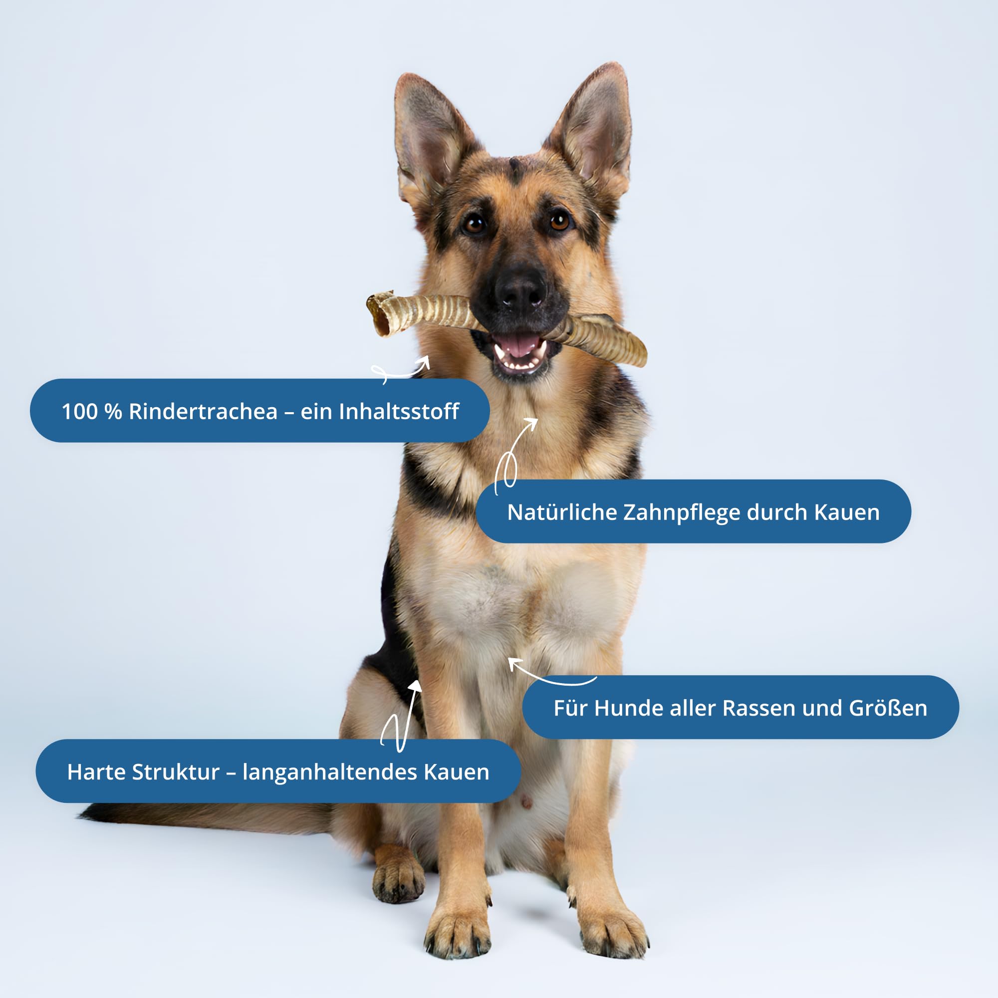 2 kg Trachée de bœuf séchée pour Chien - Friandise Naturelle à mâcher - Morceaux Longs - sans additifs