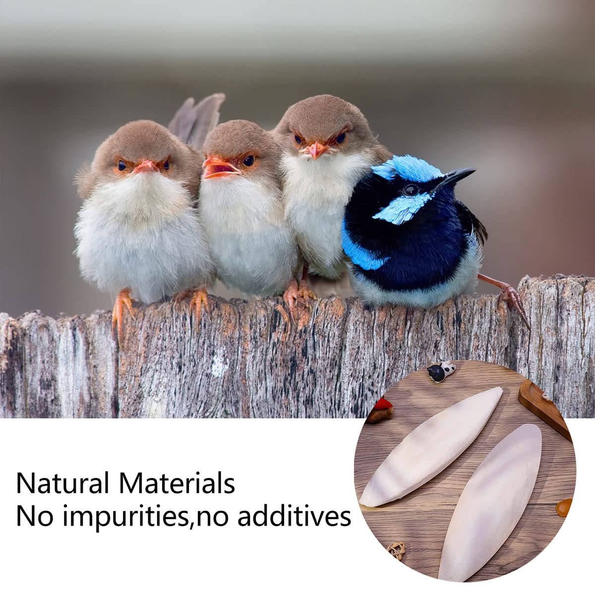 Os De Seiche Oiseaux,5 PCS Os Seiche, Pour Tortue, Perroquet, Naturelle, Jouets U00e0 Mu00e2cher Pour Reptiles Tortues Escargots,5-8cm Os De Seiche Pour Tortue