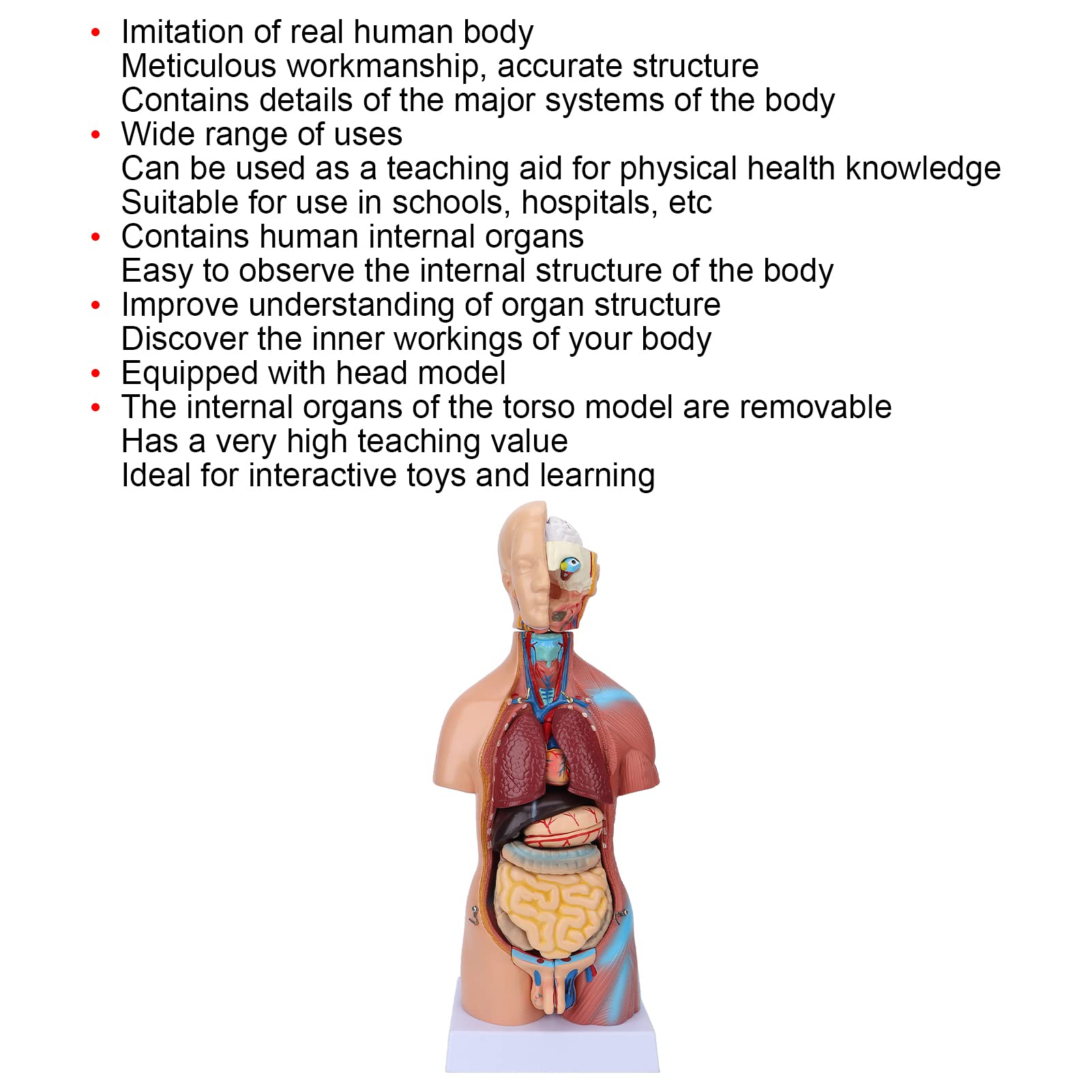 Fabater Modello di Torso Umano Rimovibile 17,7 Pollici Modello Anatomico del Corpo Educativo per Insegnamento, Scuola, Ospedale - Strumento di Apprendimento della Struttura dell'organo Cerebrale