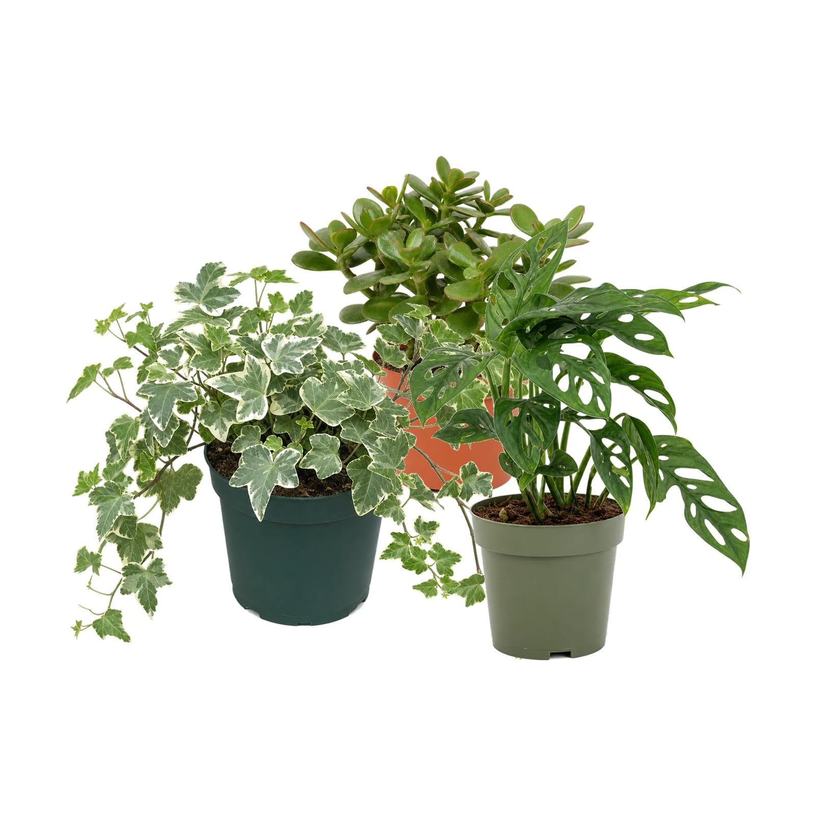 DECOALIVE Pack 3: Planta de jade, Hiedra variegada y Monstera Monkey Mask