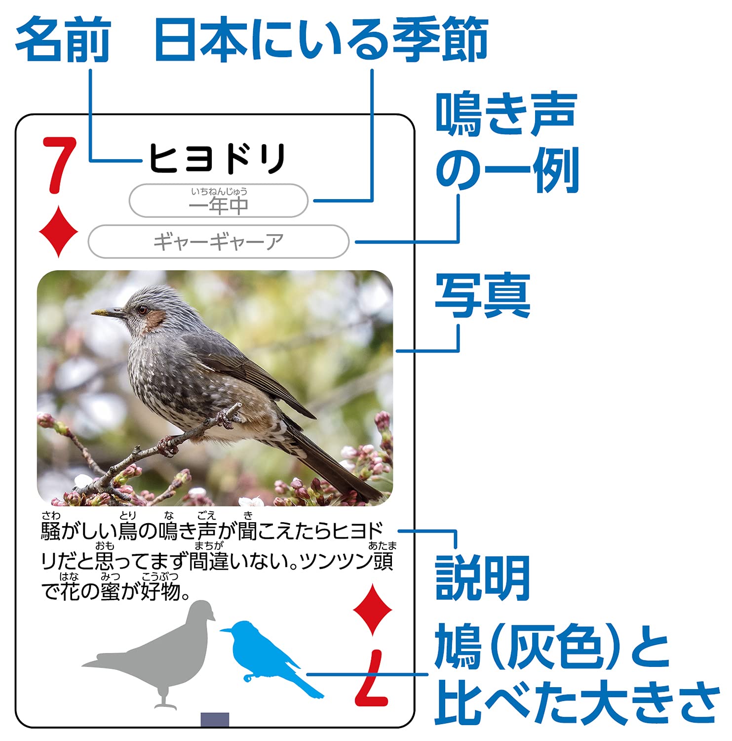 Amazon.co.jp: アーテック(Artec) 7419 Wild Bird Playing Cards Found