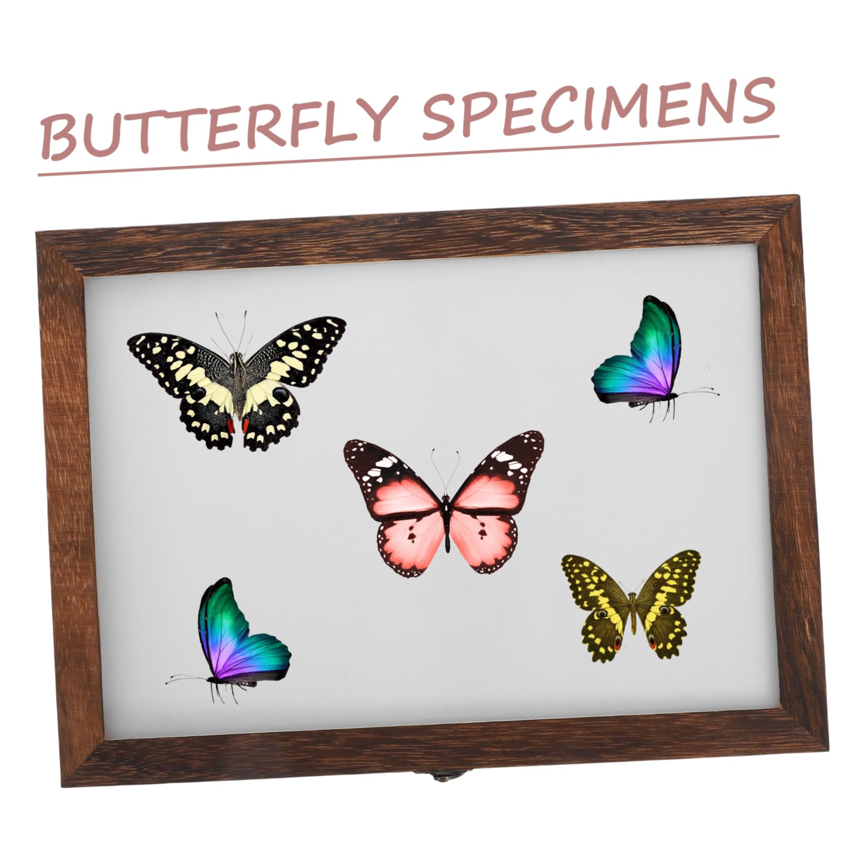ULTECHNOVO Retro Insekten Vitrine und Acryl zur Sicheren Aufbewahrung und Präsentation von Schmetterlings Exemplaren als Dekorative Sammelbox für Zuhause Zufälliger Stil