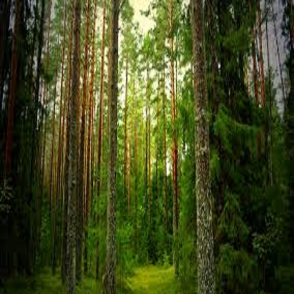 Pine Forest Fragrance Oil (16 oz Bottle) for Candle Making, Soap Making, Tart Making, Room Sprays, Lotions, Car Fresheners, Slime, Bath Bombs, Warmers