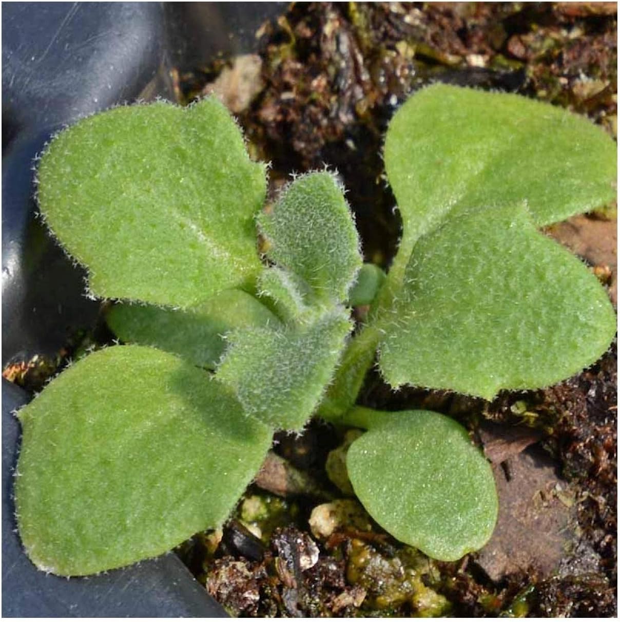 Everwilde Farms - 1/4 Lb Purple Rockcress Wildflower Seeds - Gold Vault