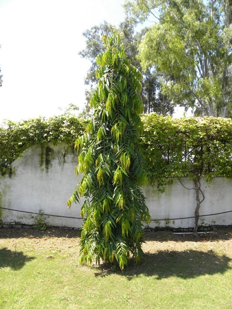 Golden Bloom Pack of Hybrid 4 Live debdaru tree/Monoon longifolium Plant/mast tree, ashok, or Himalayan cedar Tree Plant Height 1.5-2 Ft (Pack Of 4) (B0D25P8JFT) Amazon Price History, Amazon Price Tracker