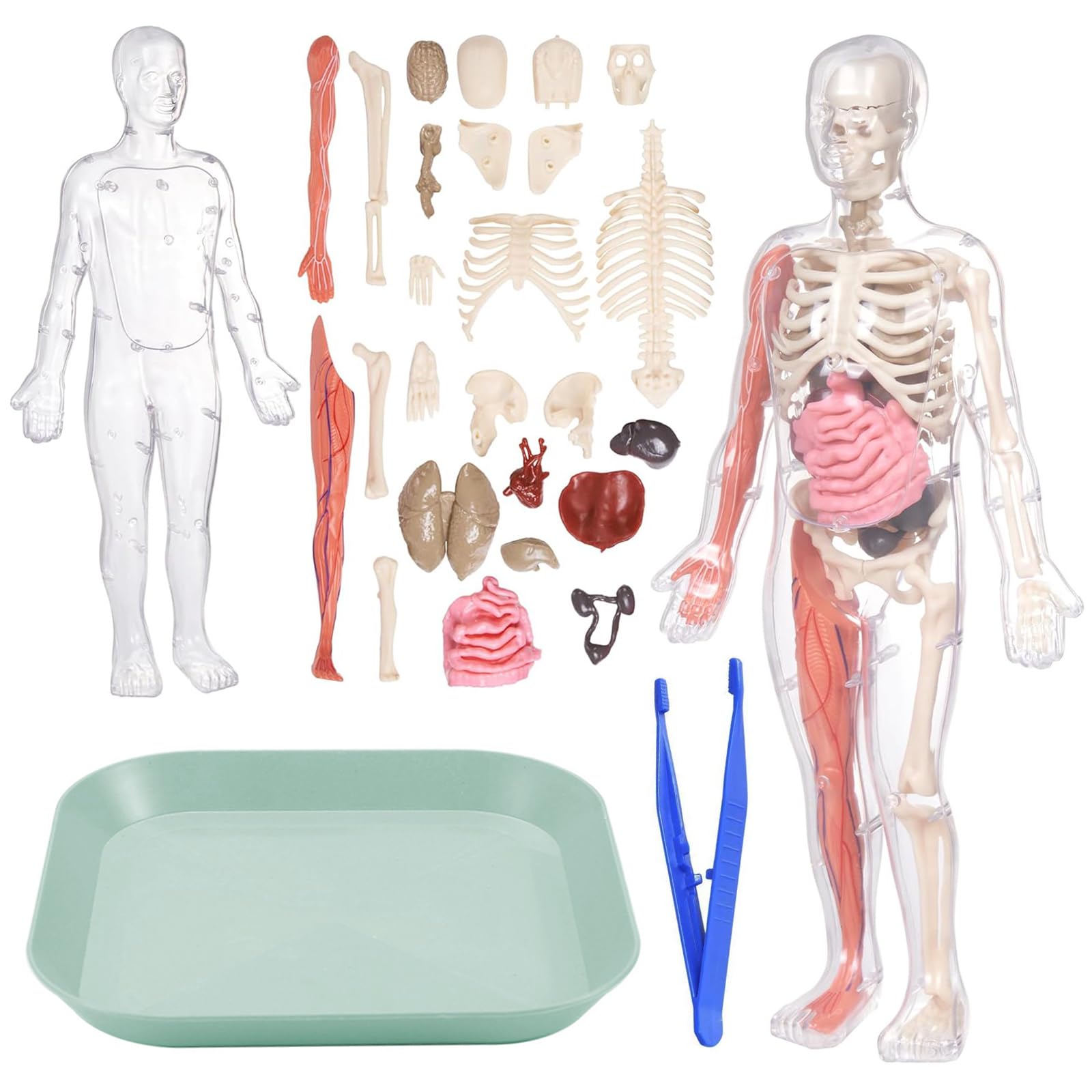 Human Body Model for Kids - Human Anatomy Kit Glow In The Dark, Removabl Human Torso Anatomy Model with 9 Organs, Human Body Science Kit, Kids Science, Learning Anatomical Skeleton Model