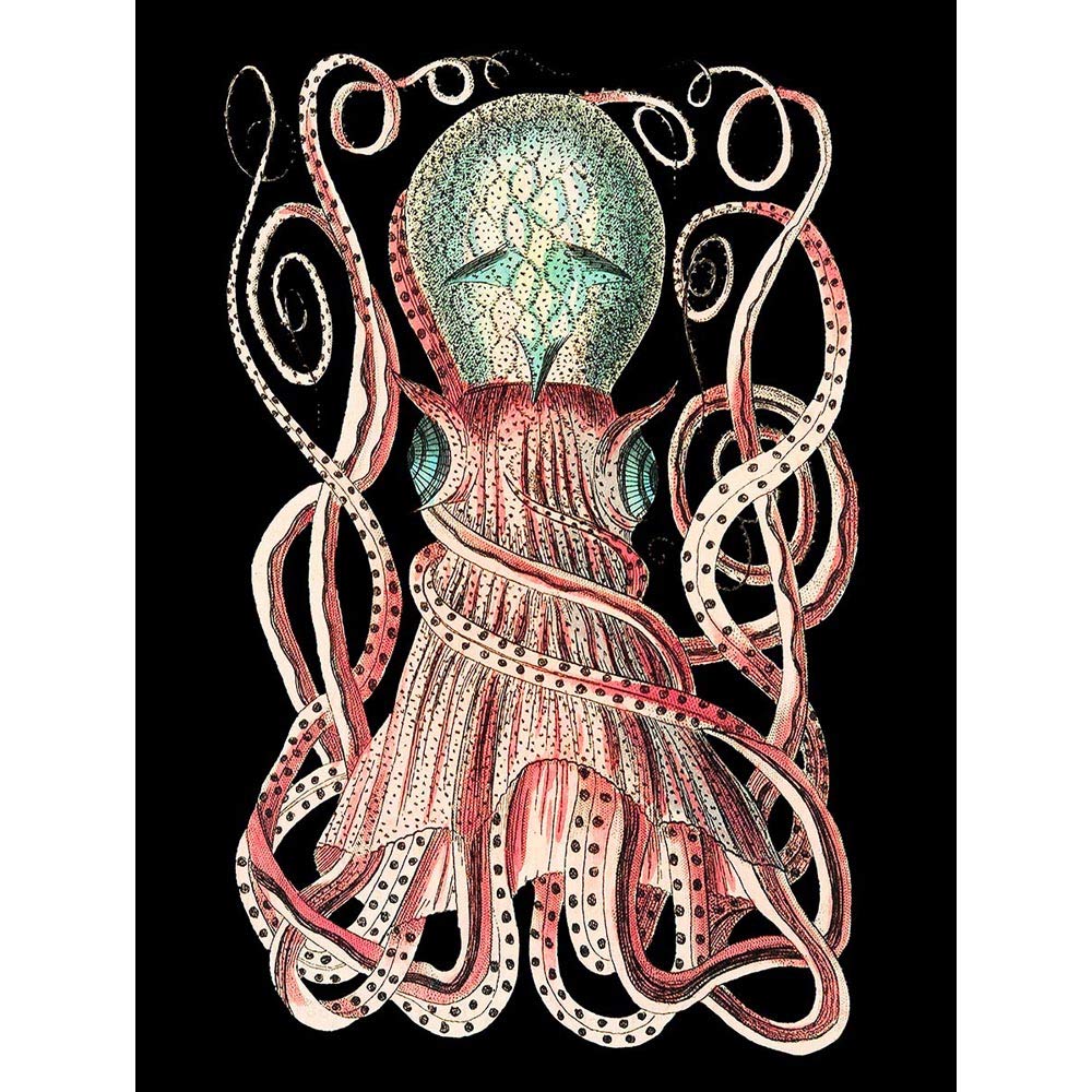 Wee Blue Coo Granulated Cuttle Octopus Black Art Print Poster Wall Decor 12X16 Inch