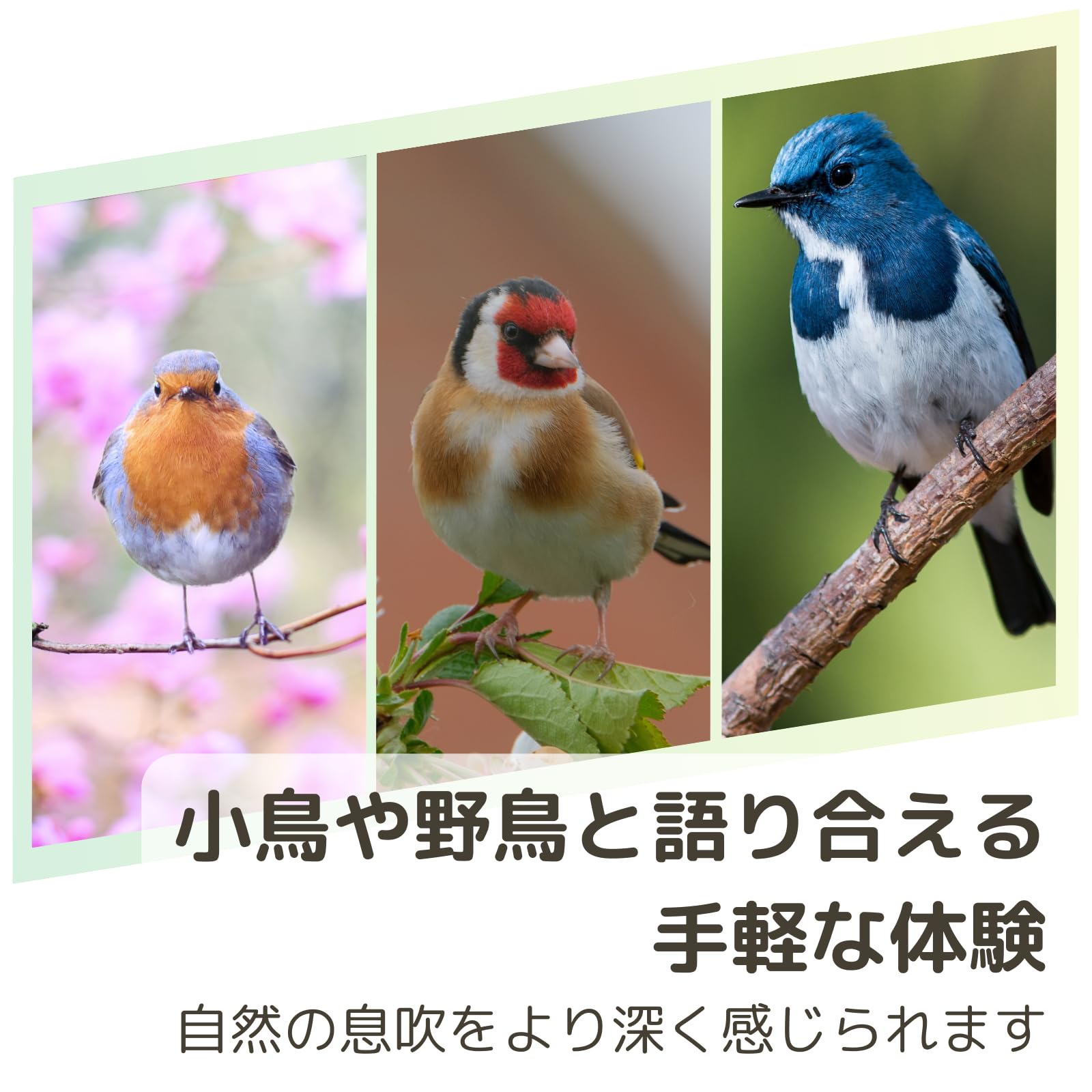 Amazon.co.jp: バードコール 野鳥 観察 鳥笛 野鳥観察 バード