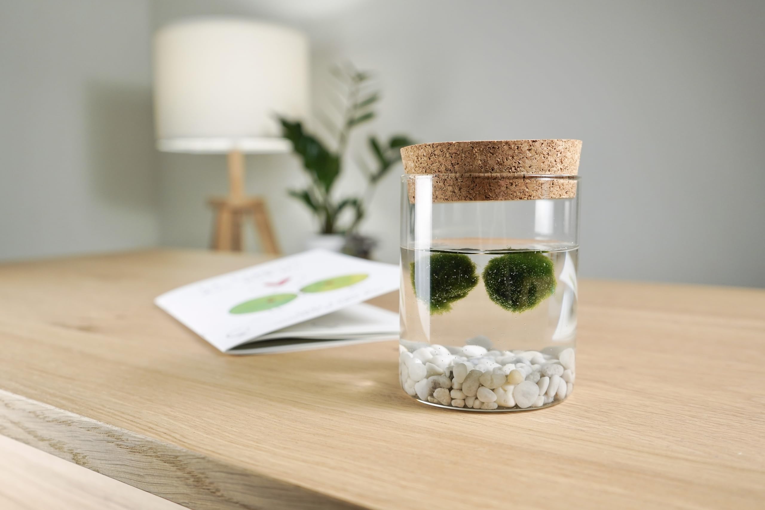 La Felicità è Nelle Piccole Cose Marimo Coppia originale vaso vetro con tappo sughero Felicità, artigianale, fondale naturale, diametro 8cm, altezza 11cm, Made in Italy