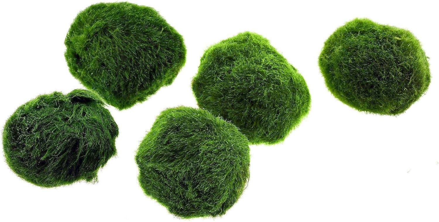 Marimo (2-3 cm) – Boule d'algue Cladophora Aegagropila mousse avec certification, décoration naturelle pour aquariums, terrariums et bonbonnières – Expédition scellée 100 % humidité (10 pièces)