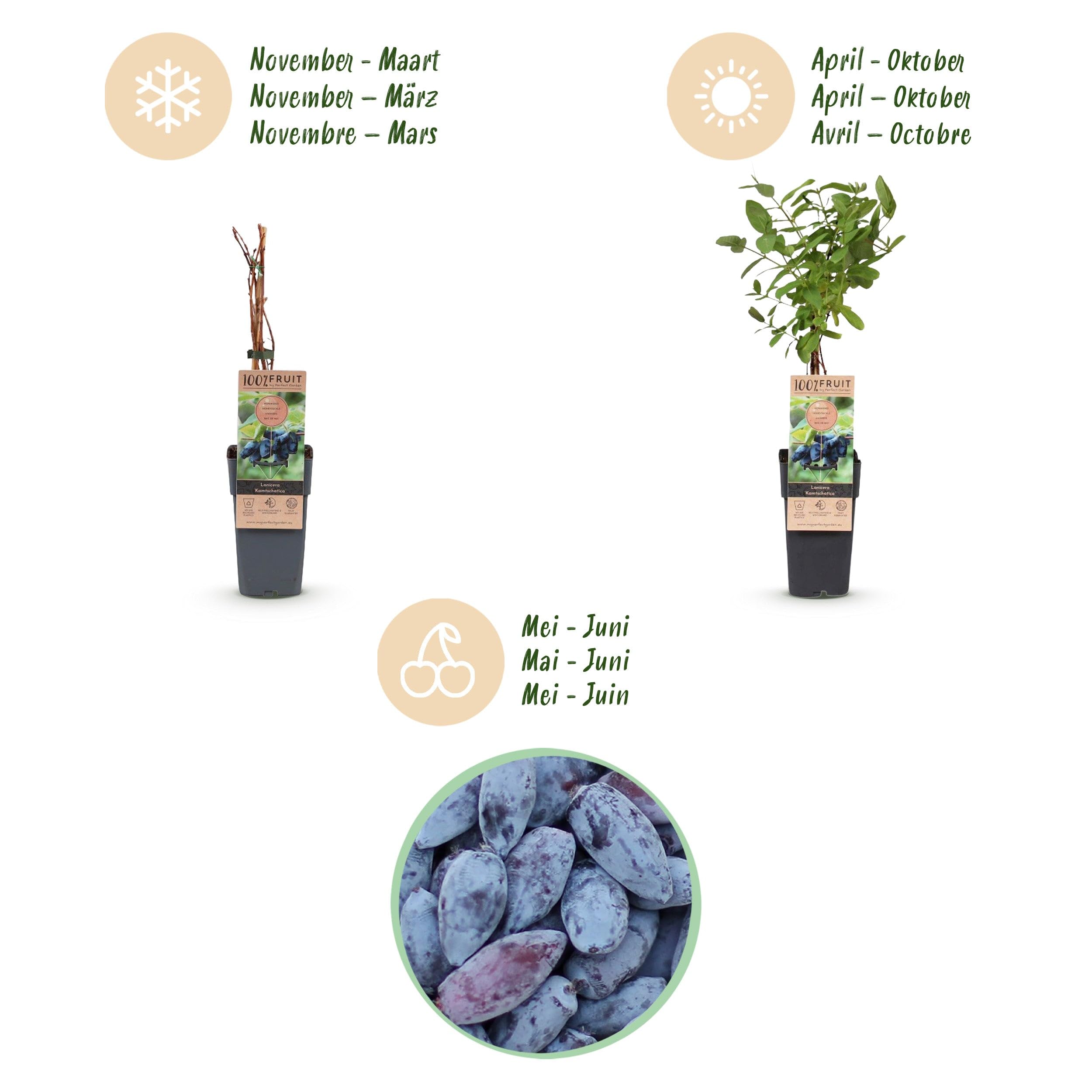Green boutiQ - Obstpflanze - Lonicera caerulea Kamchatika - Honigbeere - Winterhart - Blaue Frucht - 2 Pflanzen - Topf 15cm - Höhe 50cm