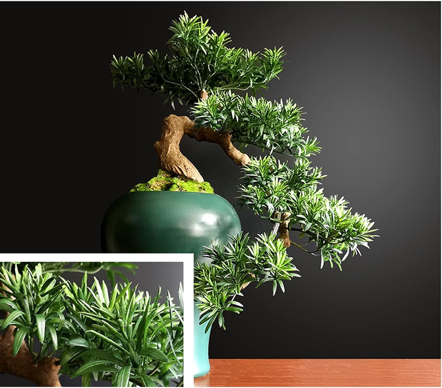 オリーブの木 タジャスカ 盆栽風 6号 約45cm 販売