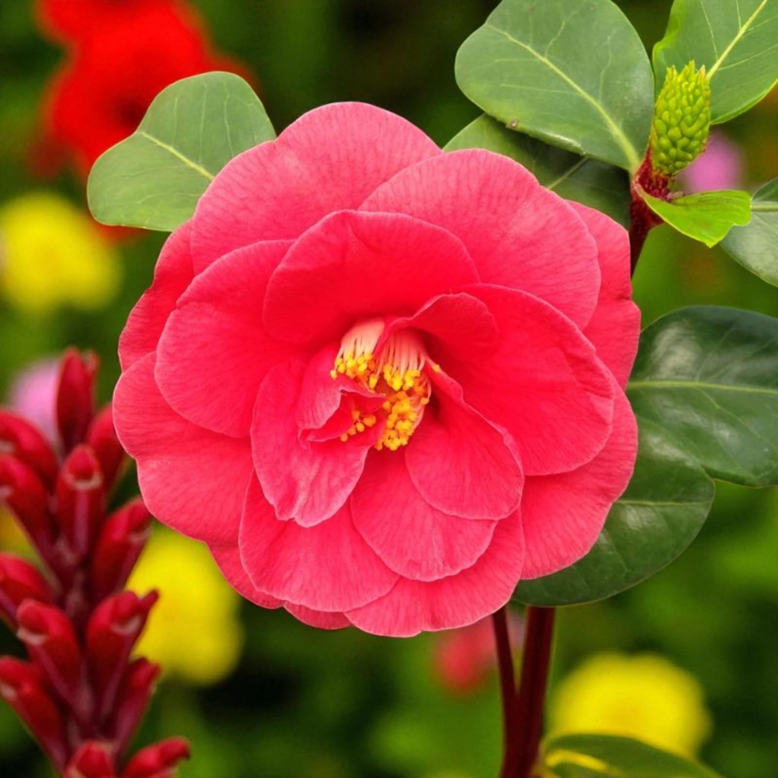 Carbeth Plants Camellia Plant Adolph Audusson in 3L Pot