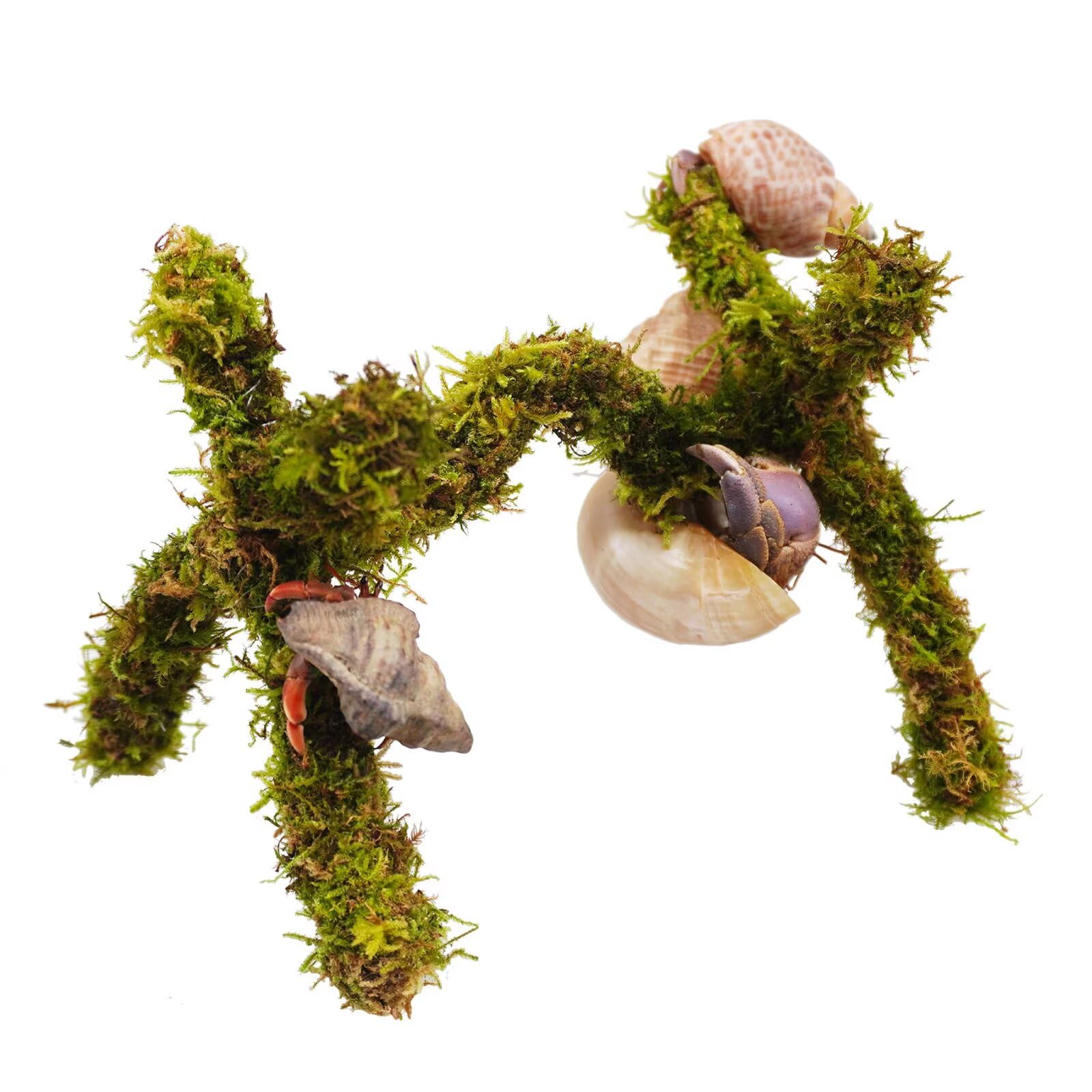 Jinymral Hermit Crab Accessories, Adjustable Hermit Crab Climbing Toys（6 Inch）
