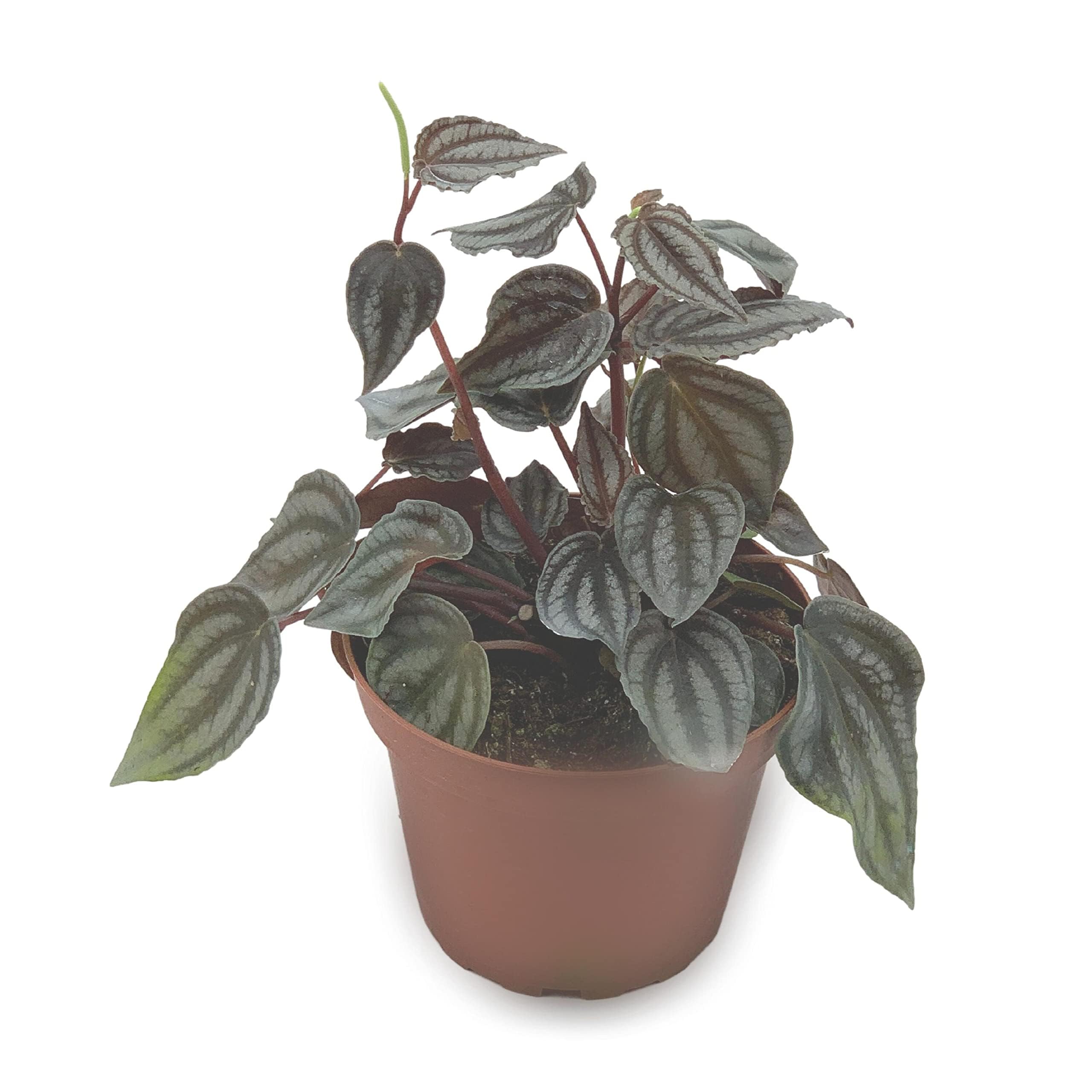BubbleBlooms Harmony's Peperomia Turboensis in a 4 inch Pot Rare Dark Pep,