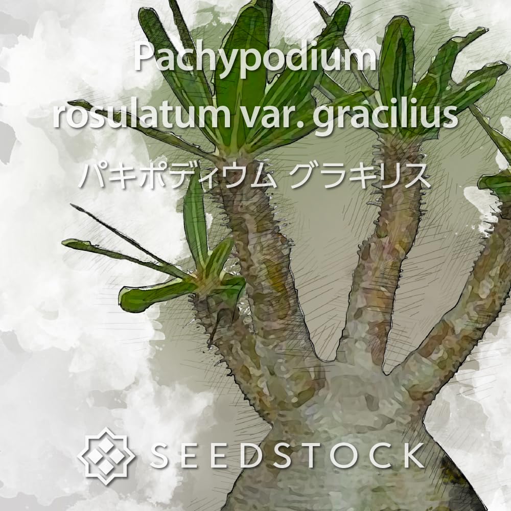 Amazon｜SEEDSTOCK パキポディウム グラキリス 種子 10粒売り