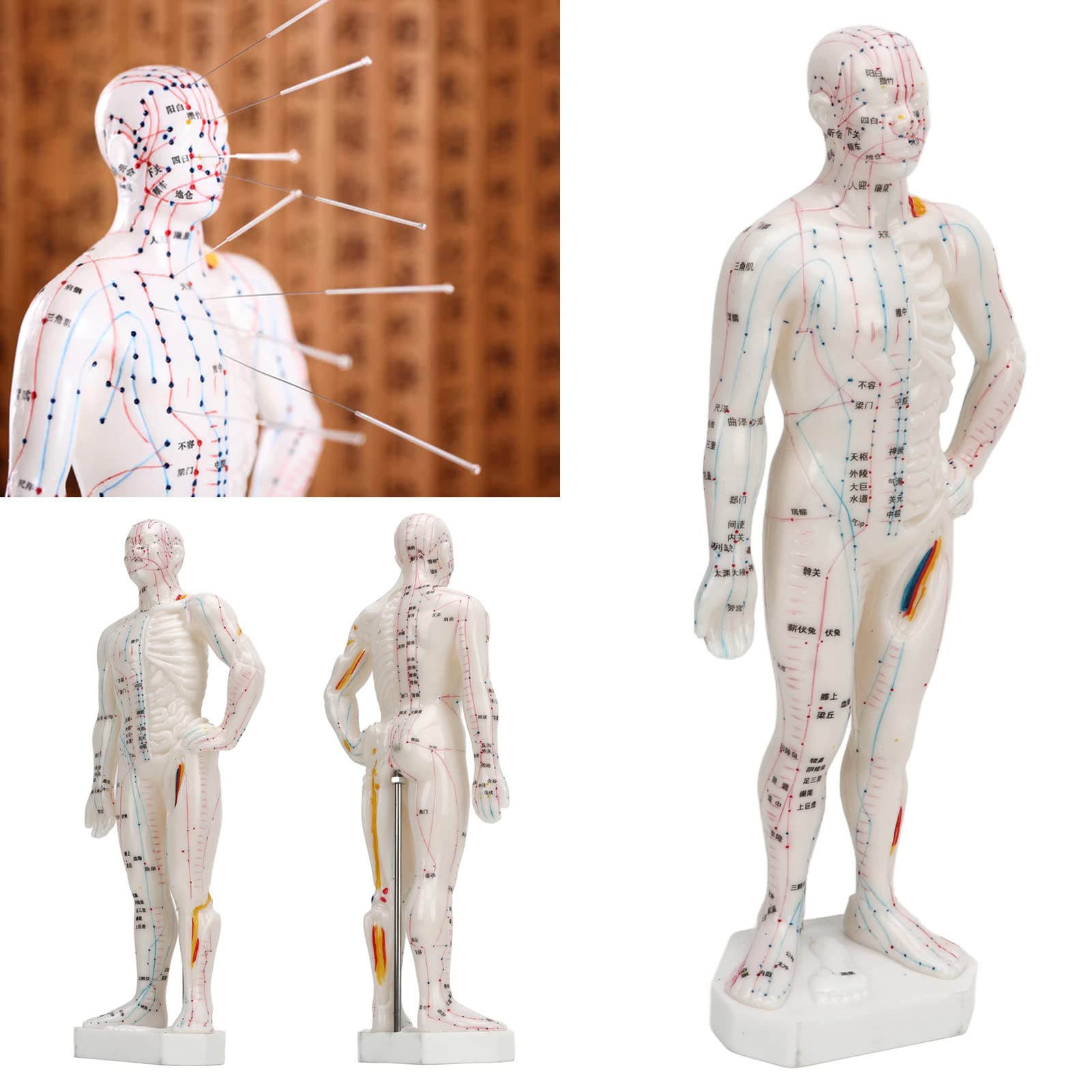Modello di agopuntura corpo, Modello professionale di punti meridiani per l'insegnamento della medicina cinese, massaggio agopuntura, massaggiatore