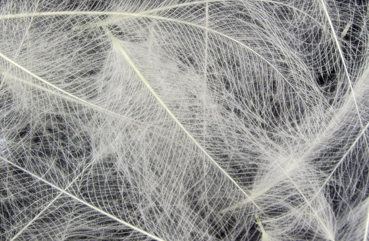 – 1g CDC (Cul de Canard) Feathers - NATURAL WHITE - Fly Hook - 1 Piece