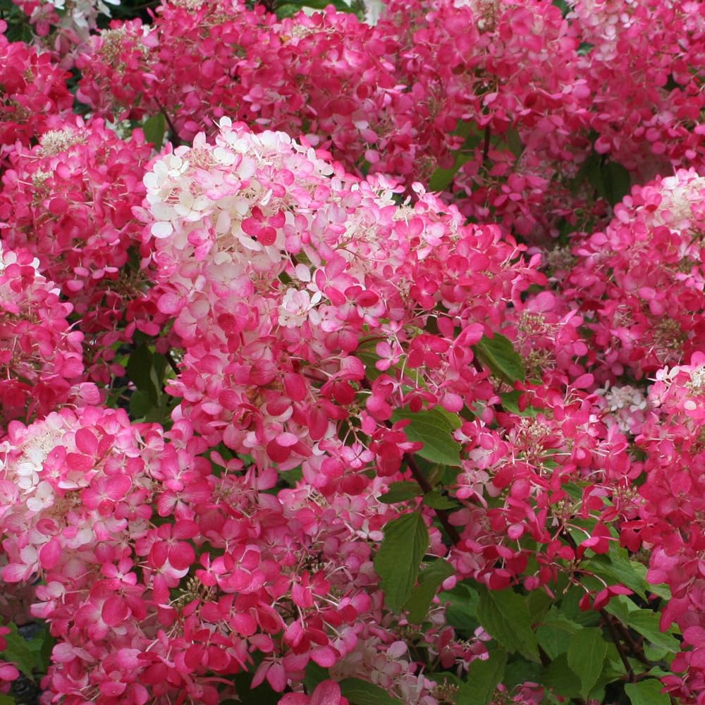 Yougarden Red - 1 X Hydrangea Paniculata Diamant Rouge In A 7/9Cm Pot