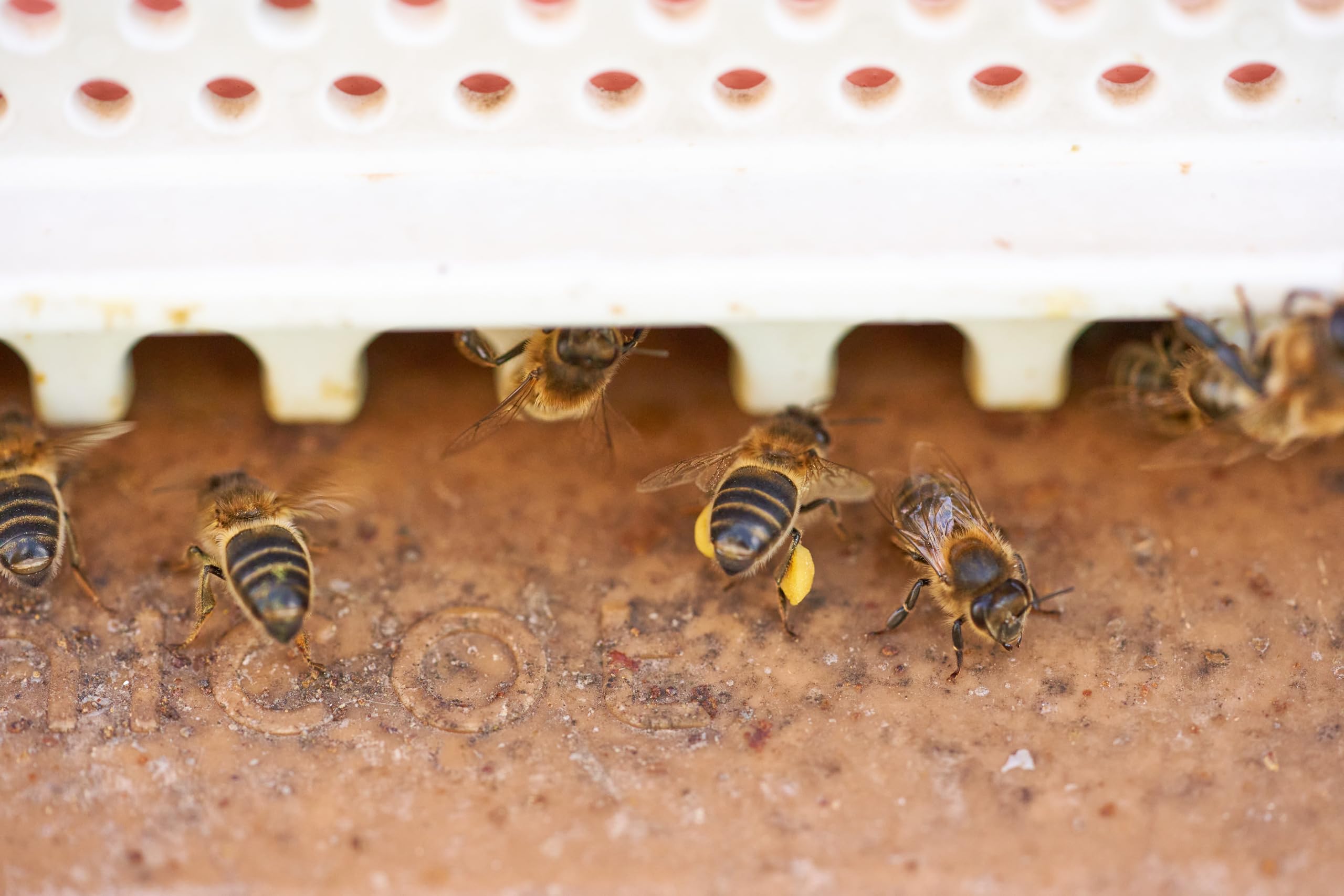 Polen de abeja ecológico multifloral |100% natural, seco, libre de residuos, origen España. (Tarro cristal 350 gr)