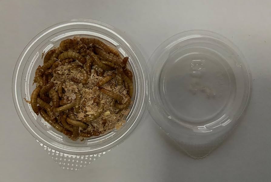 ミルワーム　24箱 dショッピング |NPF ミルワーム 35g×24缶 両生類 爬虫類