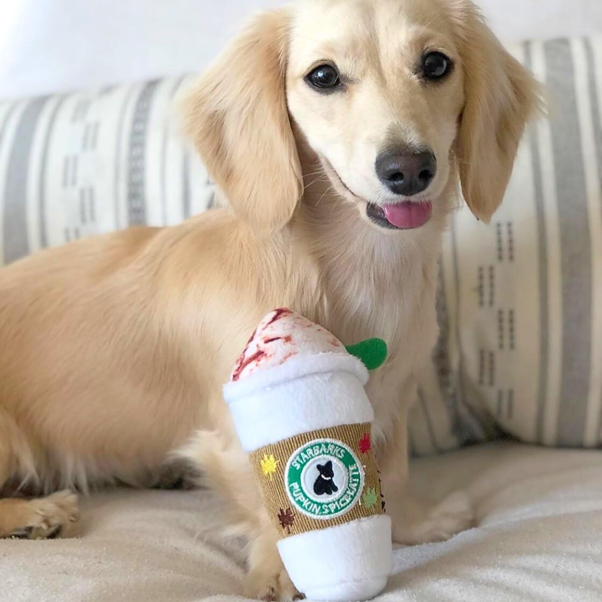 Pet Supplies : Haute Diggity Dog Starbarks Pupkin Spice Latte