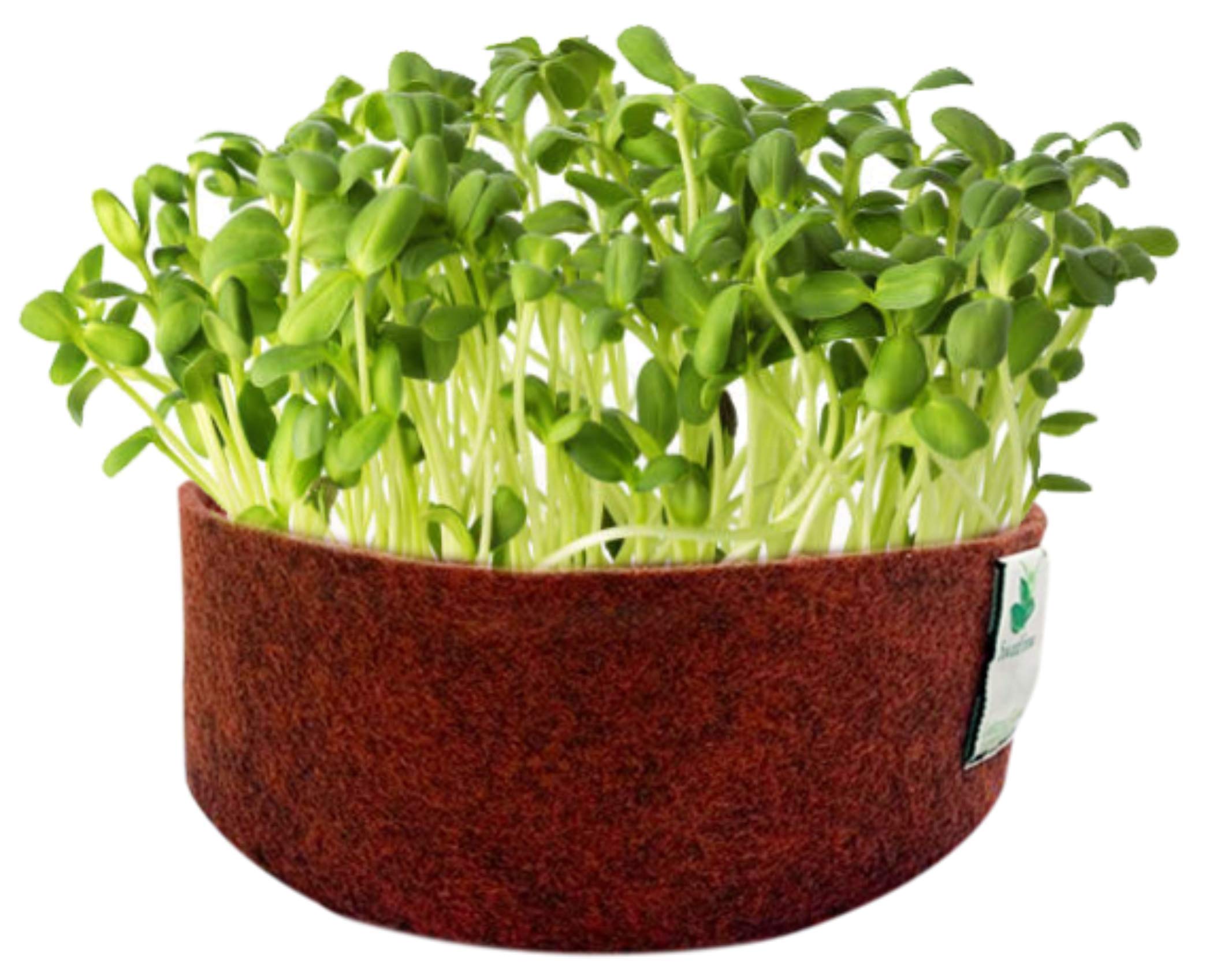 Sow and Grow Sunflower Microgreen Seeds- 200G | Best Germination Rate | Grow Your Own Super Salad