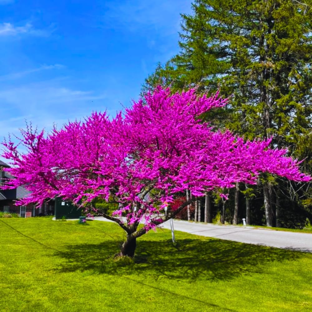 5 Eastern Redbud Plants Live Trees, Cold Hardy Dormant, 8 Inc to 15 Inches Tall Seedlings, Early Spring Blooms, Purple Flowers Bloom, Bare Roots