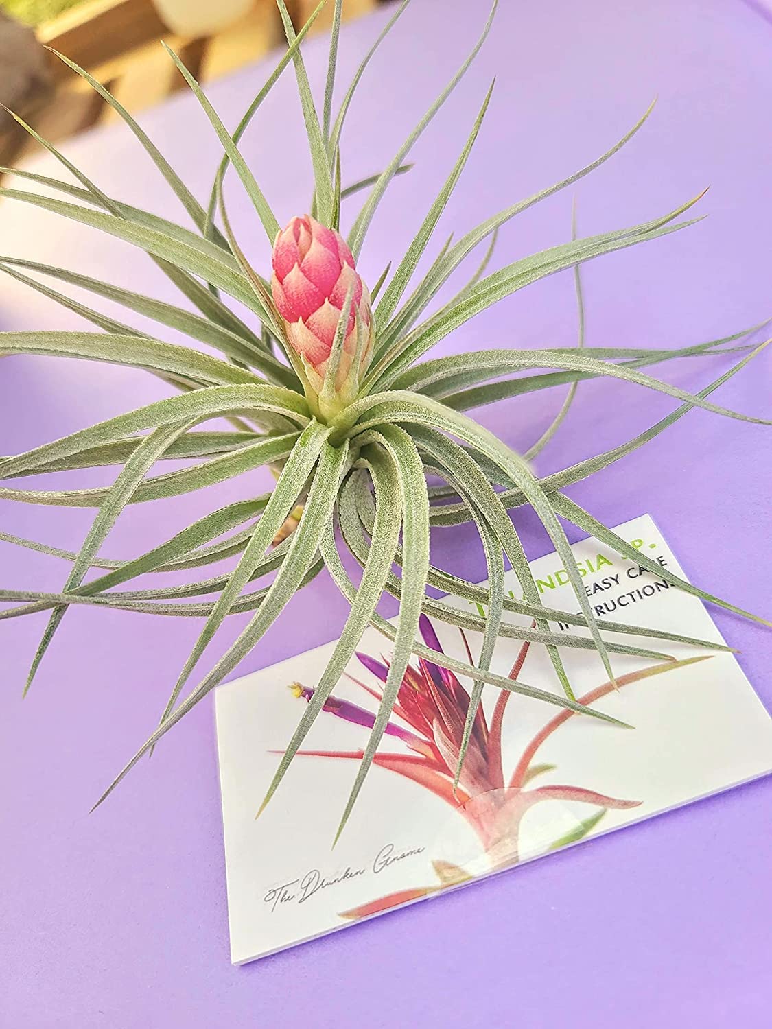 Air Plants. Unkillable! – Chive US