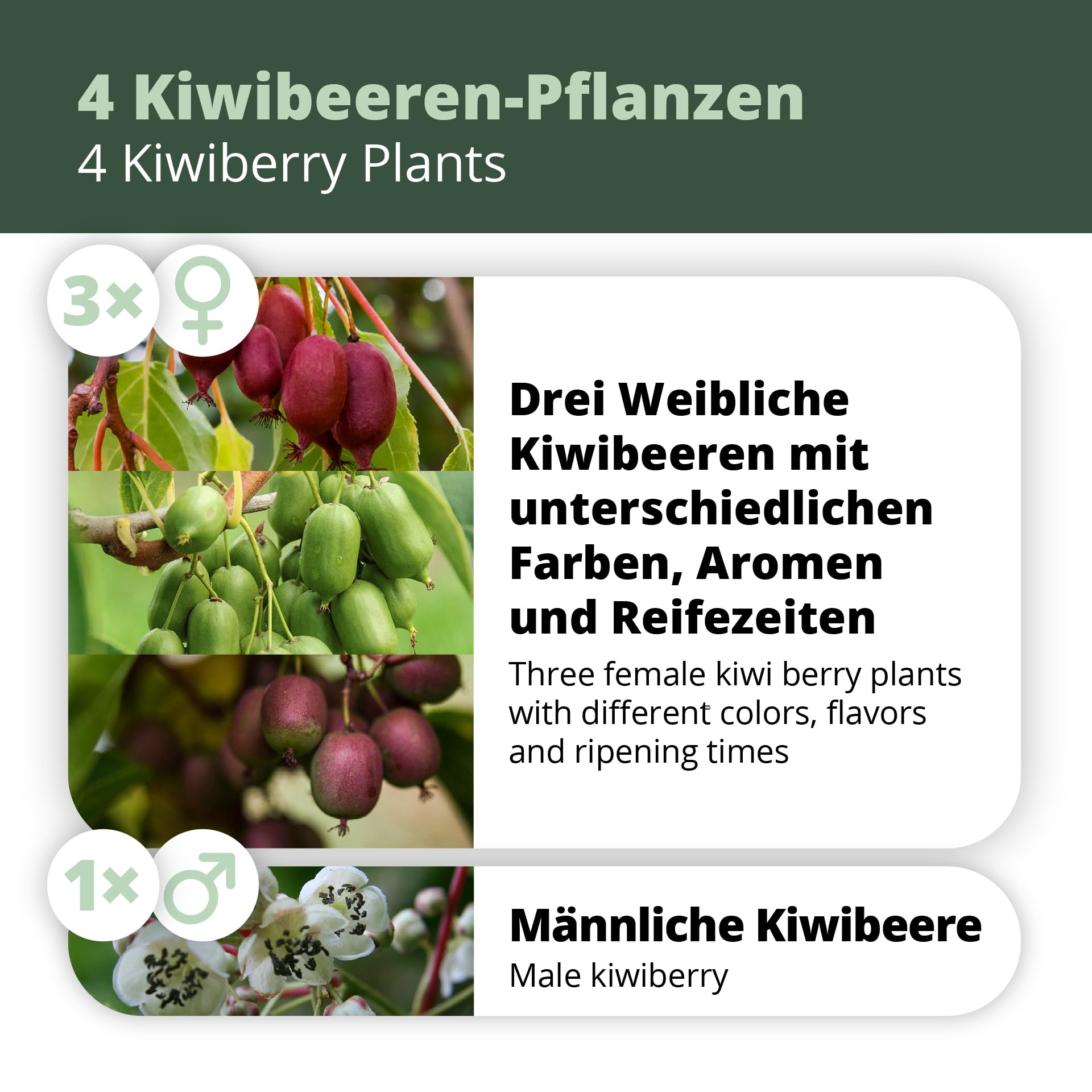 Kiwiri's Kiwibeeren Quartett - 4 Kiwipflanzen (Actinidia arguta) männlich und weiblich - Mini Kiwi - Sortengarantie direkt vom Züchter - Selbstfruchtendes Set