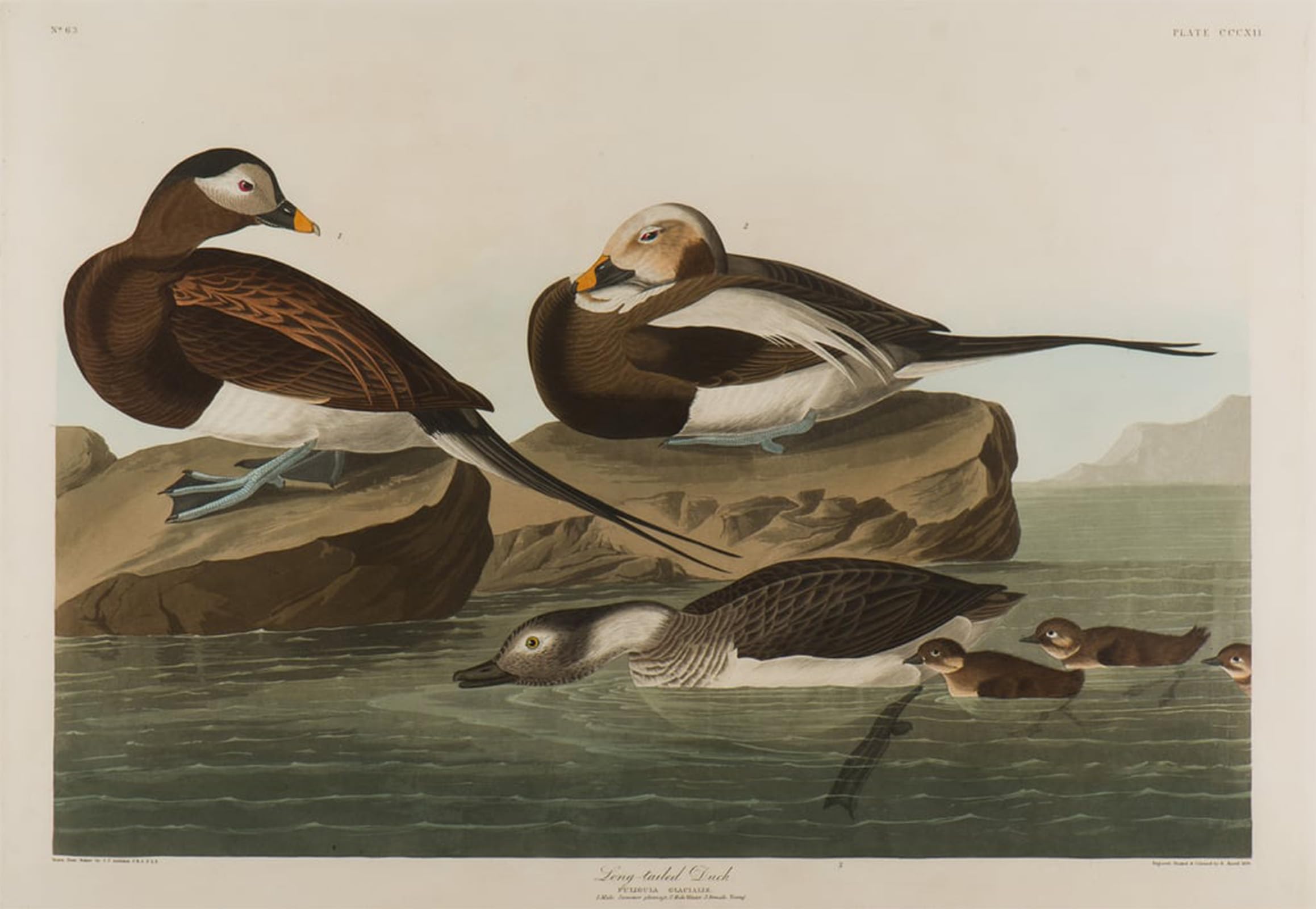 ARTXLXXBN Famous Art Print Poster Vintage Wall Art Long tailed Duck by John Jamess Audubon Canvas Art Poster for Home Decor 60x90cm
