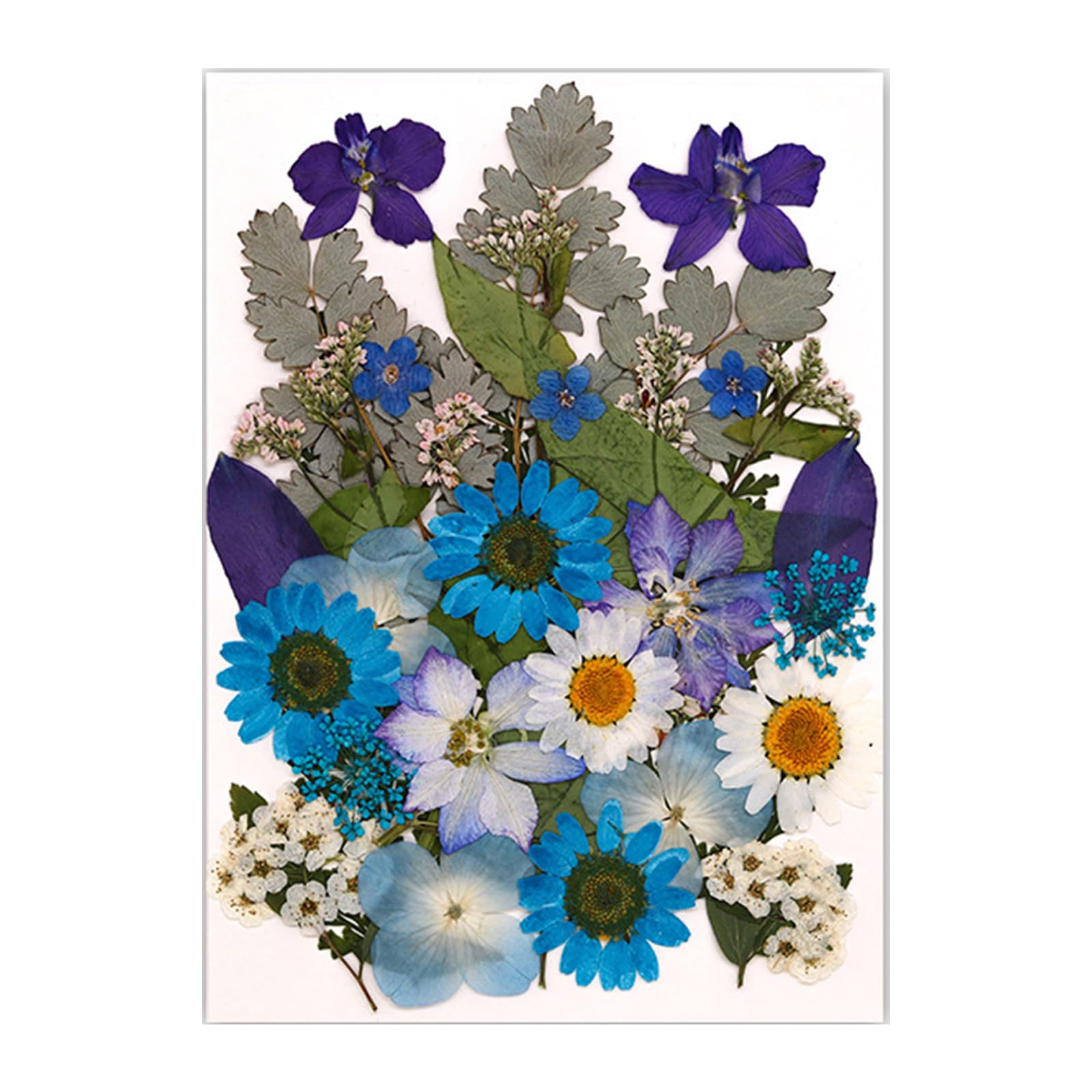 Kalttoy Natural Pressed Dried Flower Leaves Set for Scrapbooking Jewelry Making Photo Frame Phone Case Bookmarks Decorations Wrapping Flower