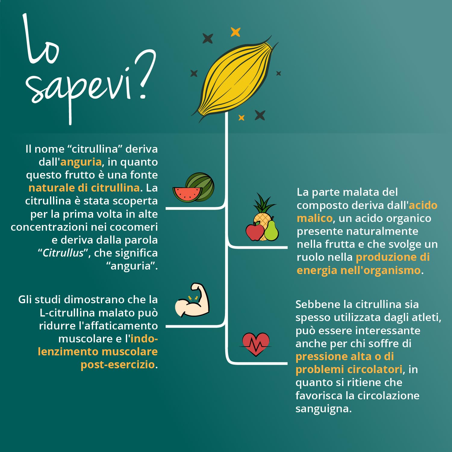 L-Citrullina Malato 2:1 in Polvere | Aminoacido Pre Workout | Performance Sportiva e Massa Muscolare | 500g | Alto Dosaggio | 5g per dose giornaliera | Vegan | Senza Additivi | No OGM | Vegavero®