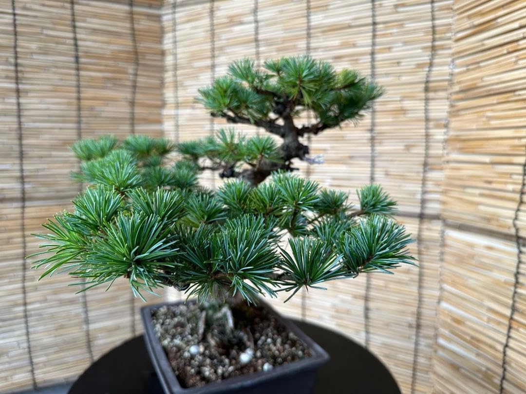 ◎人気盆栽 中品 ☆五葉松 葉性良好《神 ジン》 ◎人気盆栽 中品 ☆五葉松 葉性良好《神 ジン》