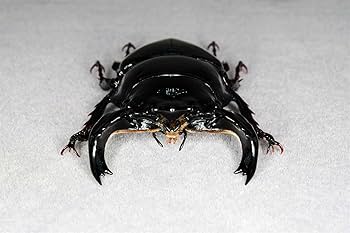 クワガタ虫　　模型 71gS-Y3wbhL._UF894,1000_QL80_.jpg