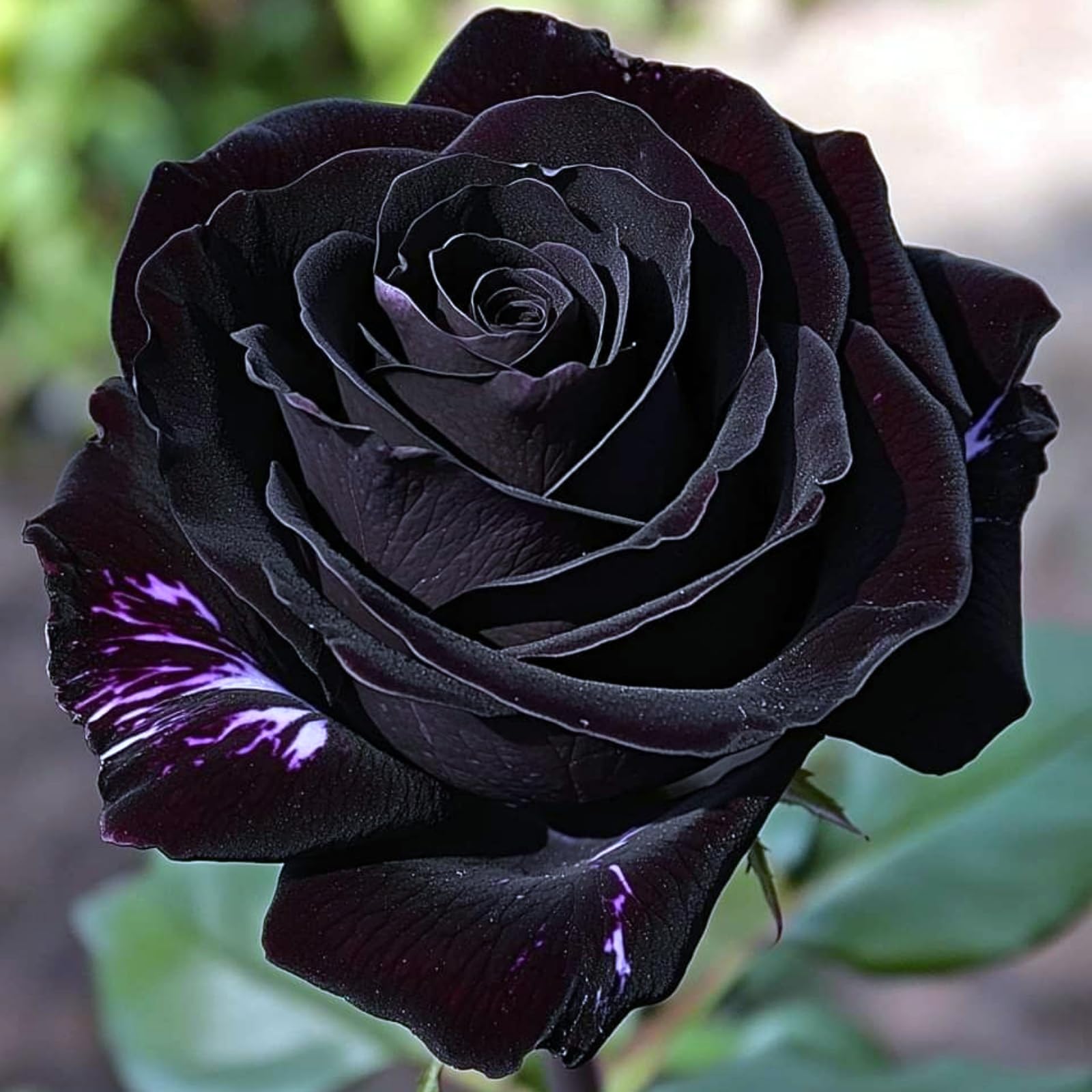 Excellent Rose Rhizome, Hardy Perennial, Garden Decoration, No Watering Required, Professional Planting, Suitable for Spring and Autumn-2 Rhizome-C
