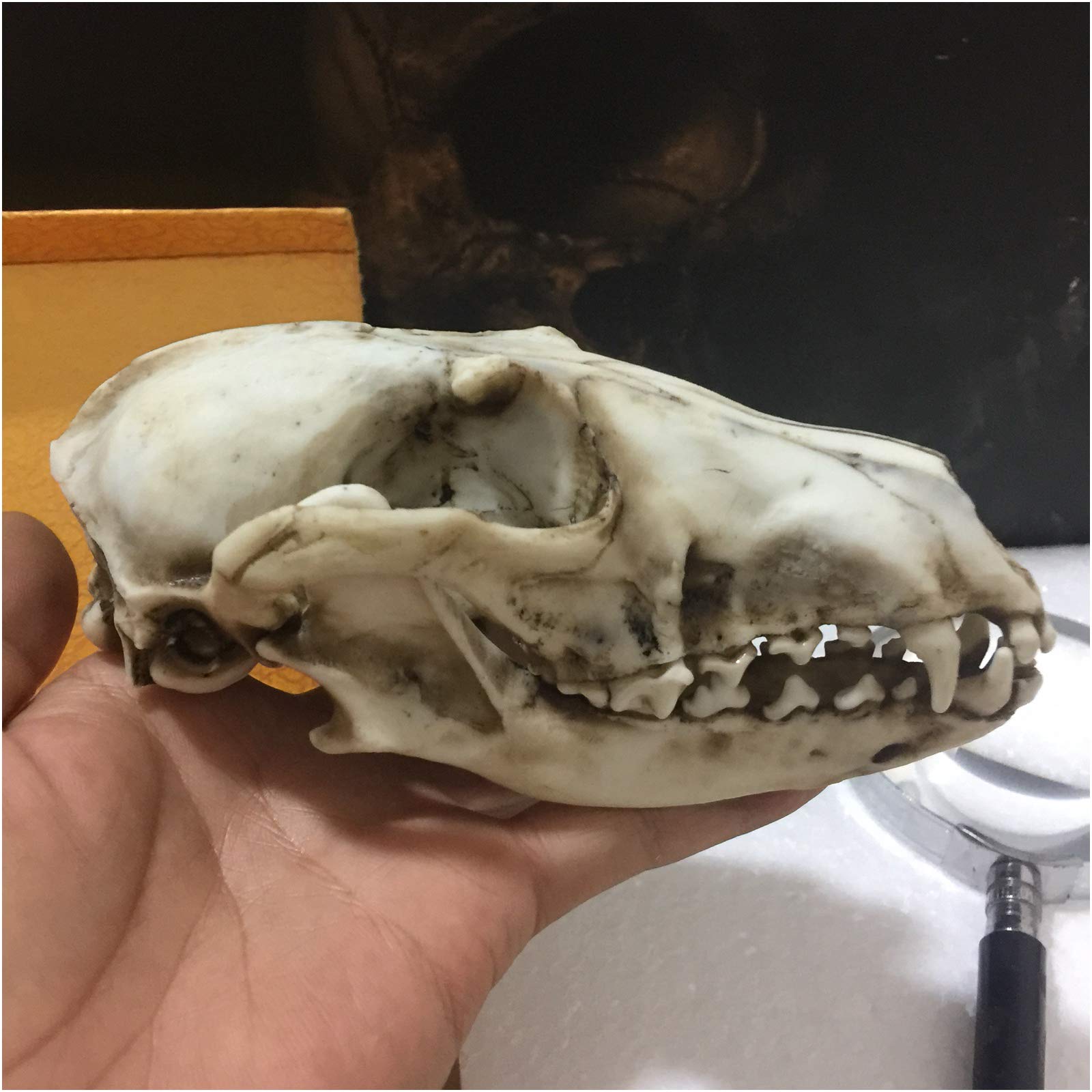 Sjdopulse A Fox Skull Model - Nimal Skull Model Fox Skull Head Model Resin Crafts - Fox Skull Figurine Model - For Rt Collection Veterinary Study Teaching Tool (A)