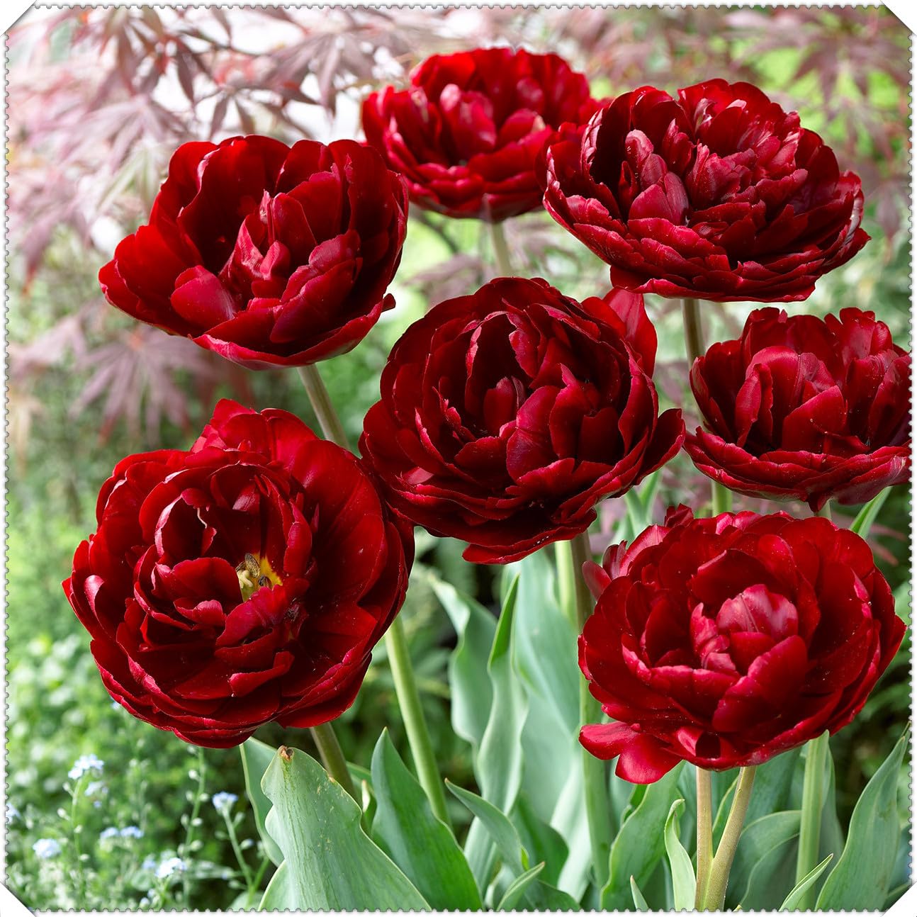 Perennial Double Tulip Spring Flowering Bulbs- Easy to Plant and Maintain- Ideal for Containers- Gardens & Borders | Excellent Display-H-6 Bulbs