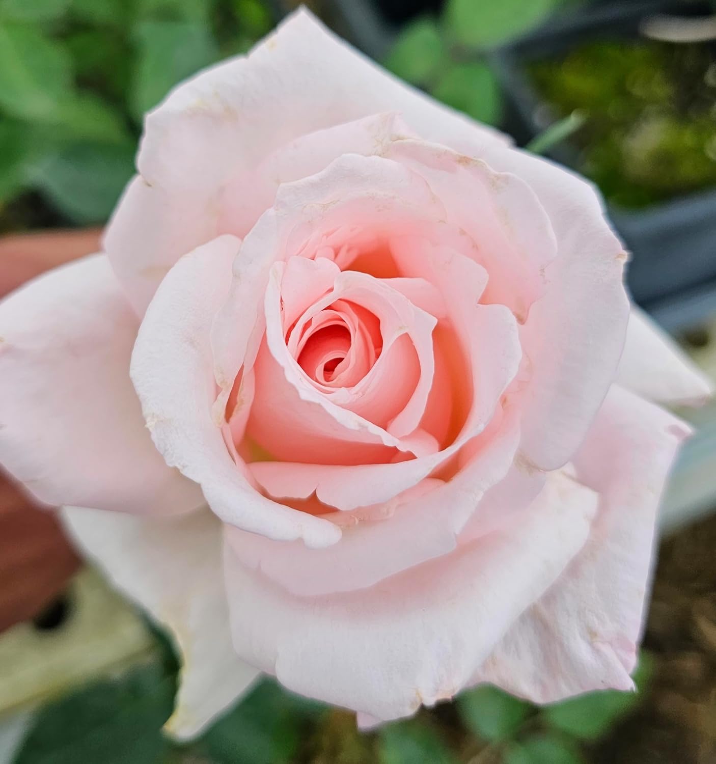 Brides Dream Rose Bush, Rose Bushes Ready to Plant, 2 Quart Pot, Live Plants Outdoor, Plant Gifts, Roses, Perennial Plants, Outdoor Plants Live (Light Pink - Brides Dream)