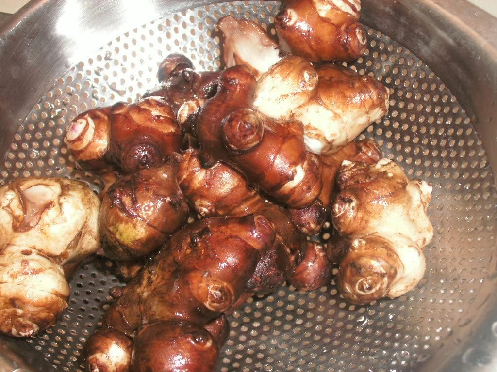 1 Starter Perennial Sunchoke (Jerusalem Artichoke) Bulb