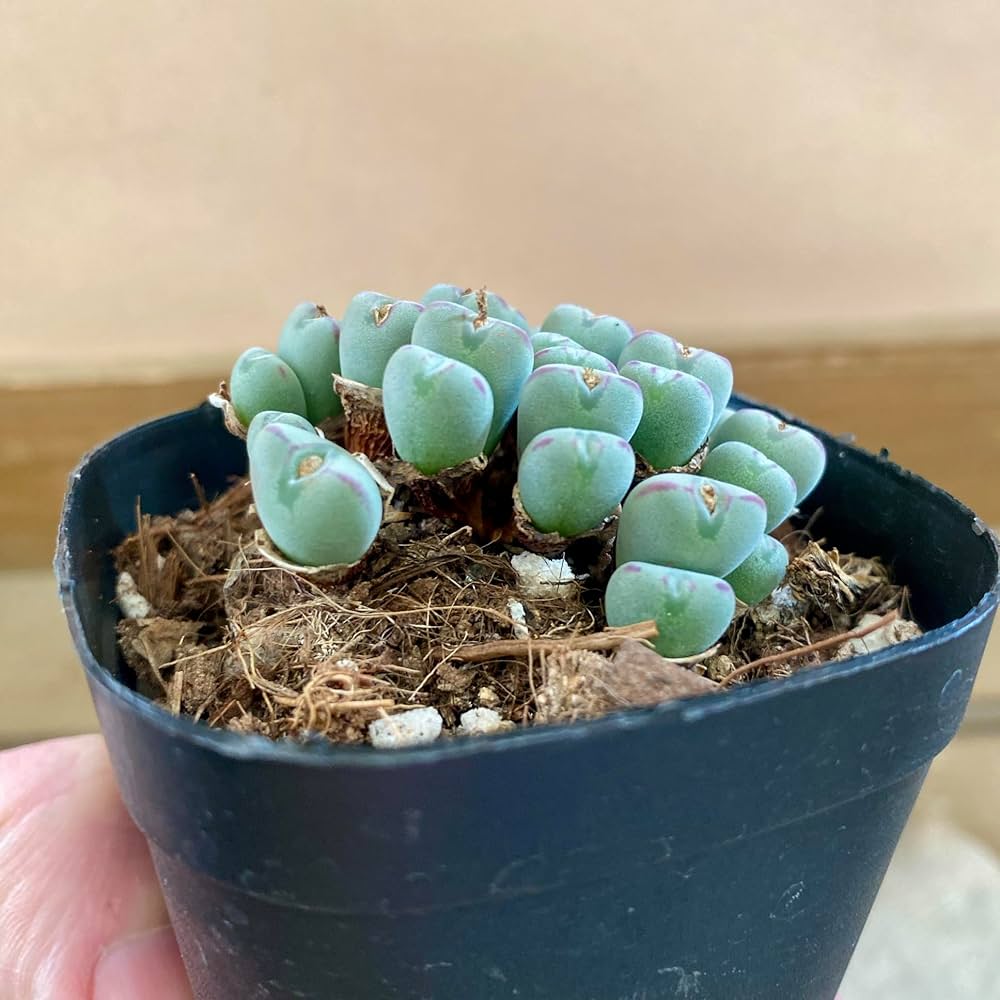 Amazon|多肉植物 メセン コノフィツム ビロブム 3号ポット|観葉植物 Amazon|多肉植物 メセン コノフィツム ビロブム 3号ポット|観葉植物