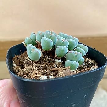 コノフィツム ビロブム EA272 コノフィツム ビロブム EA272 コノフィツム ビロバム EA272