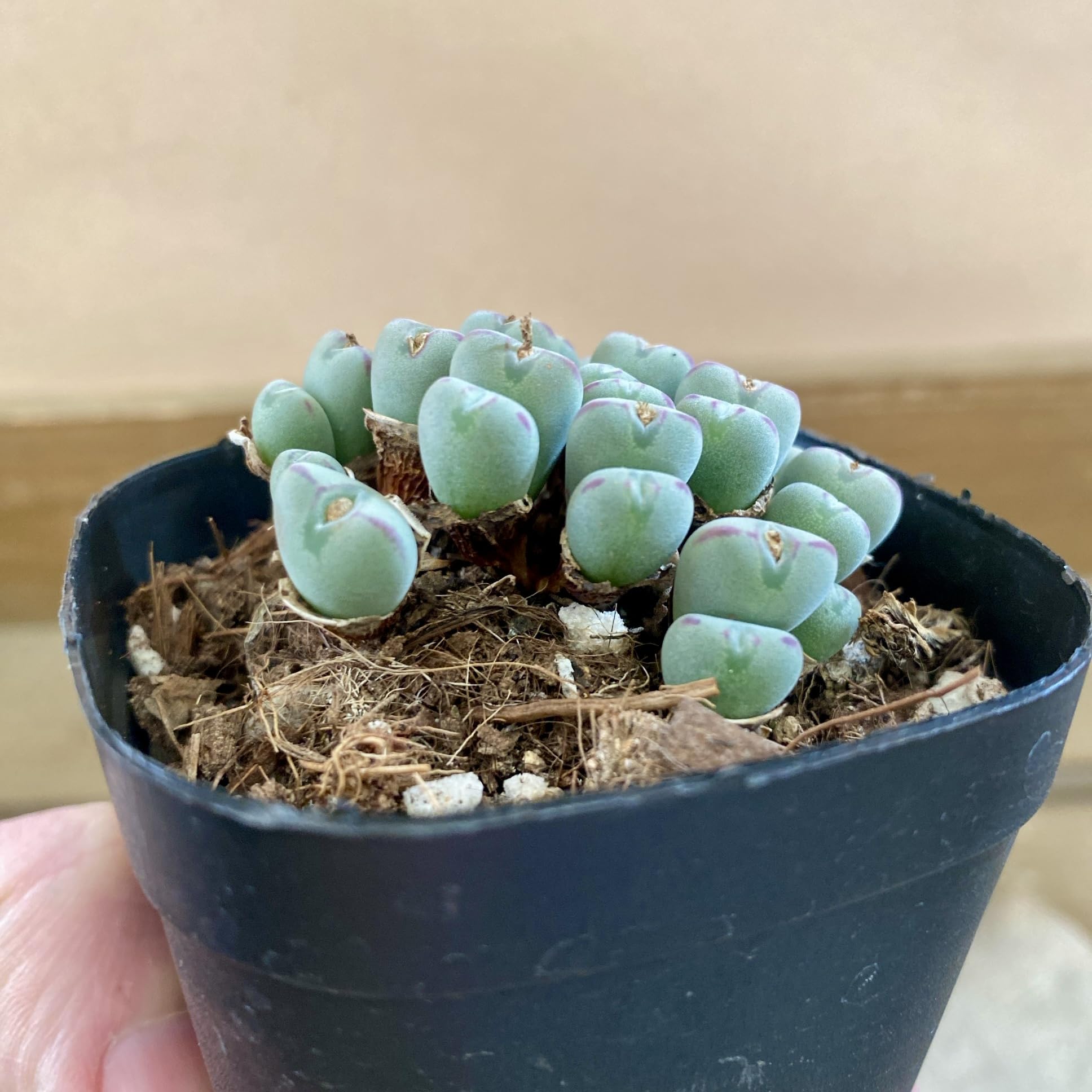 Amazon｜多肉植物 メセン コノフィツム ビロブム 3号ポット