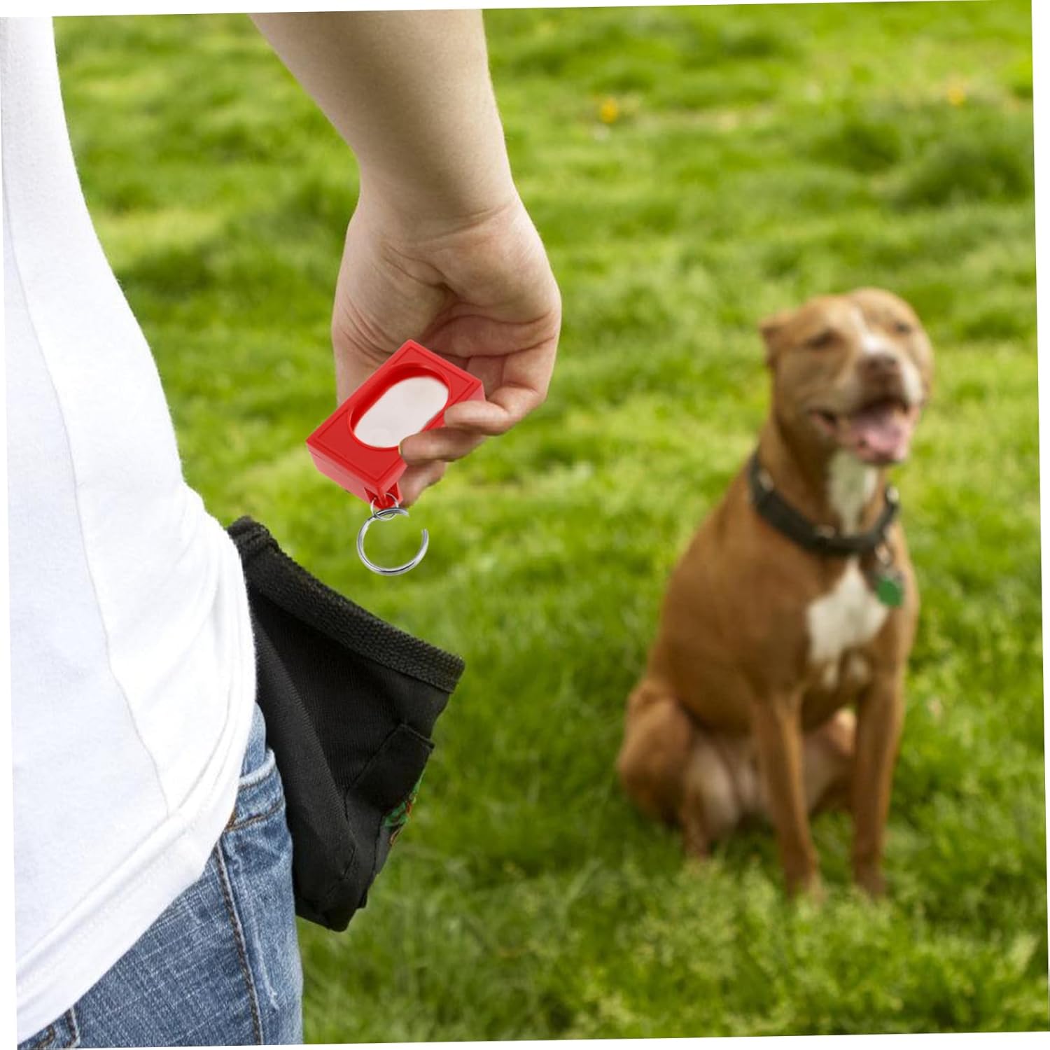 Utilisation pratique du clicker en dressage